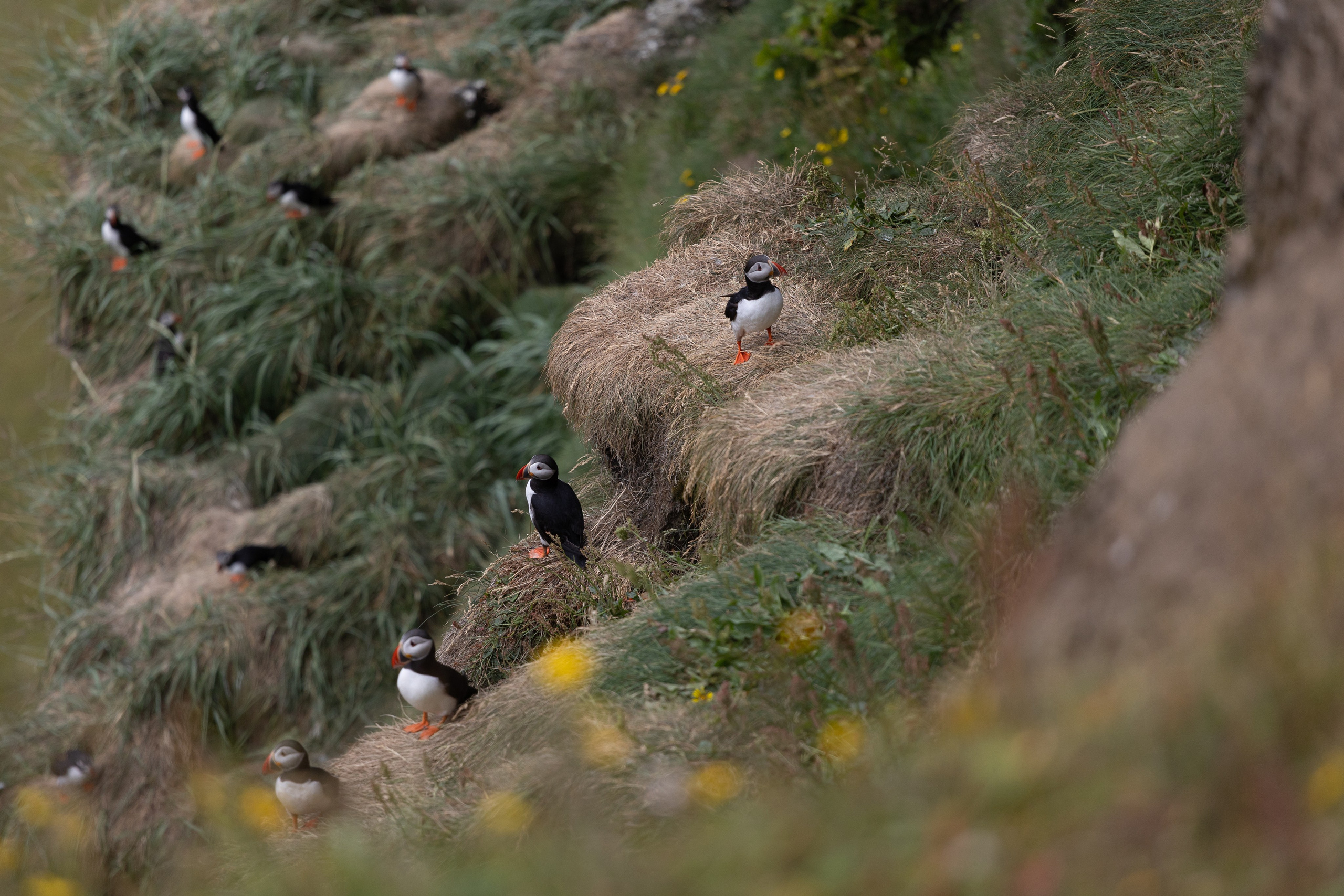 Моя фотопутешествие в Исландию. Евгения Смирнова — Ваш фотограф в Тулузе и на юго-западе Франции