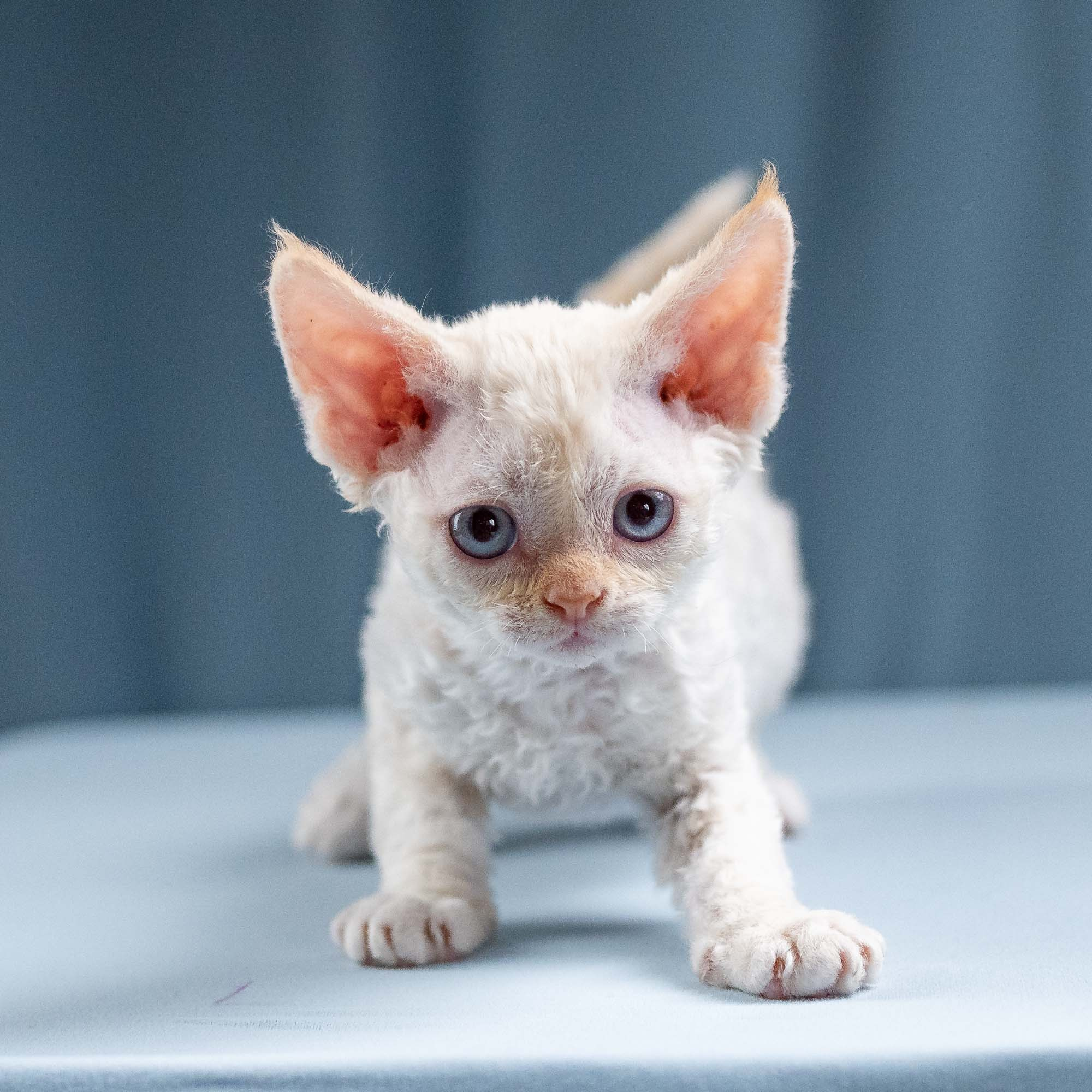 Jasmin, girl, born 06.25.2025. Devon Rex Pixie Cattery