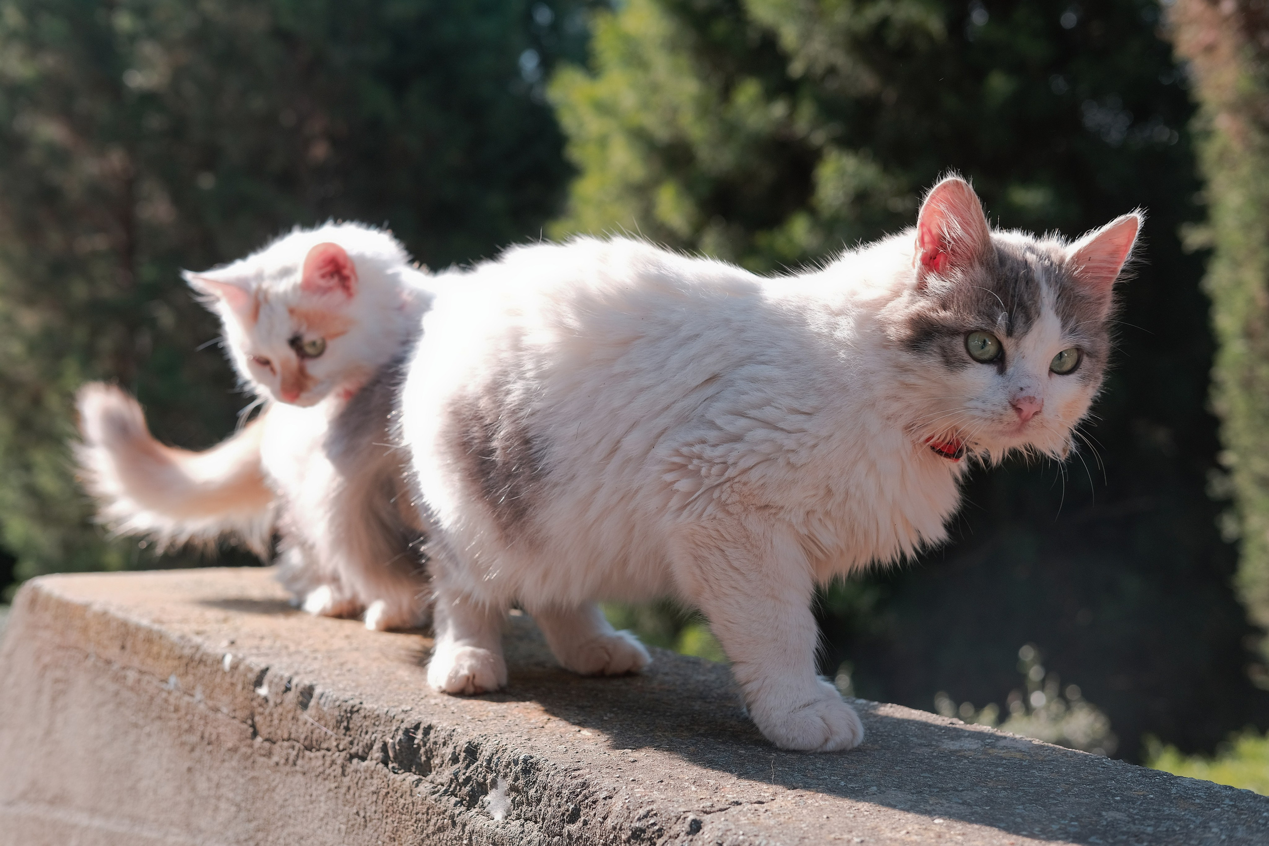 Stray Cats 🐾 | Stray cats from all the World | YuKoPhotography 📷. 中国街头摄影 | The Streets of China Through My Eyes | 深圳