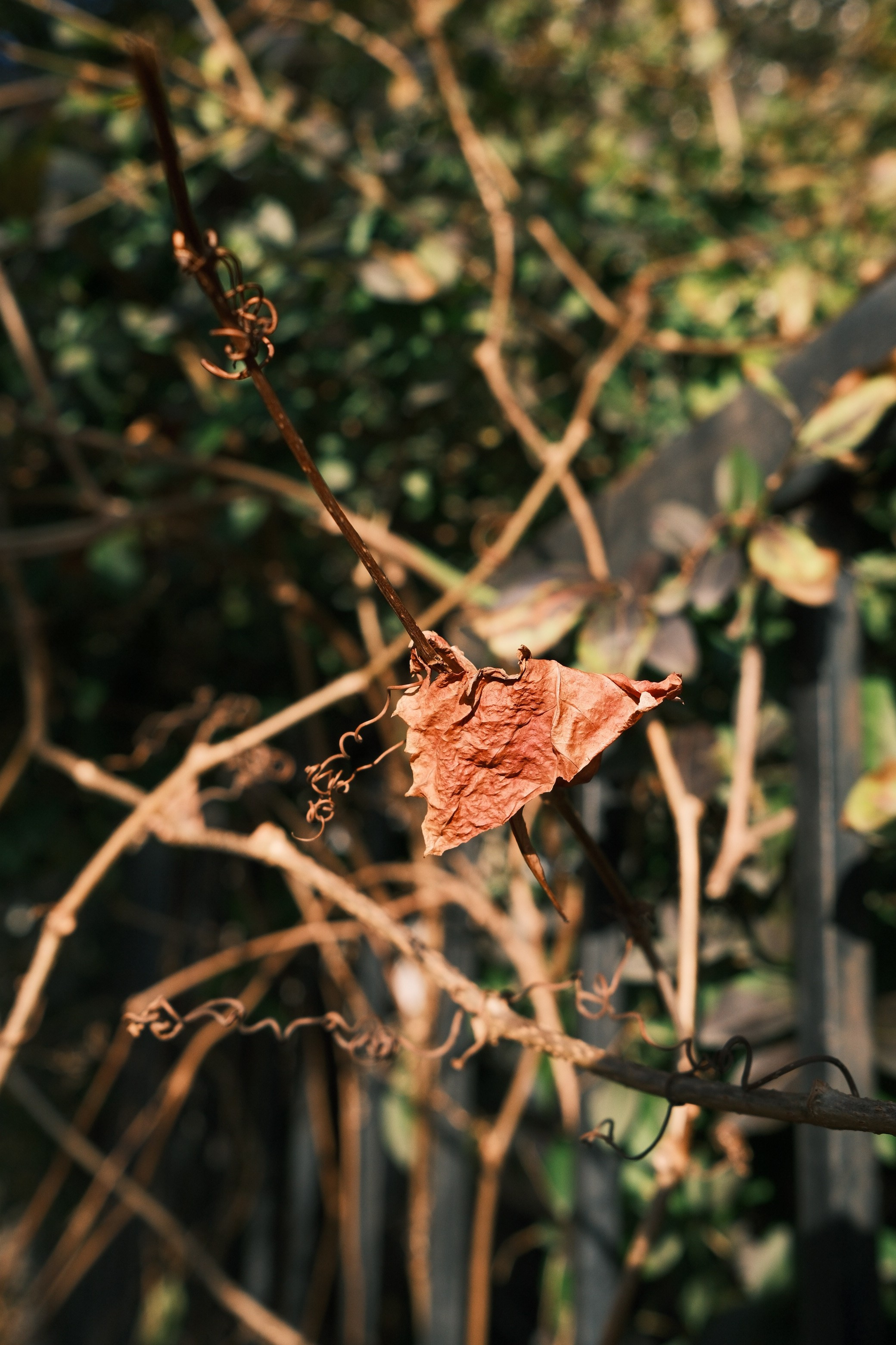 Classic Negative. @Gio.Fujifilm official Fujifilm Ambassador & X-Photographer in Georgia