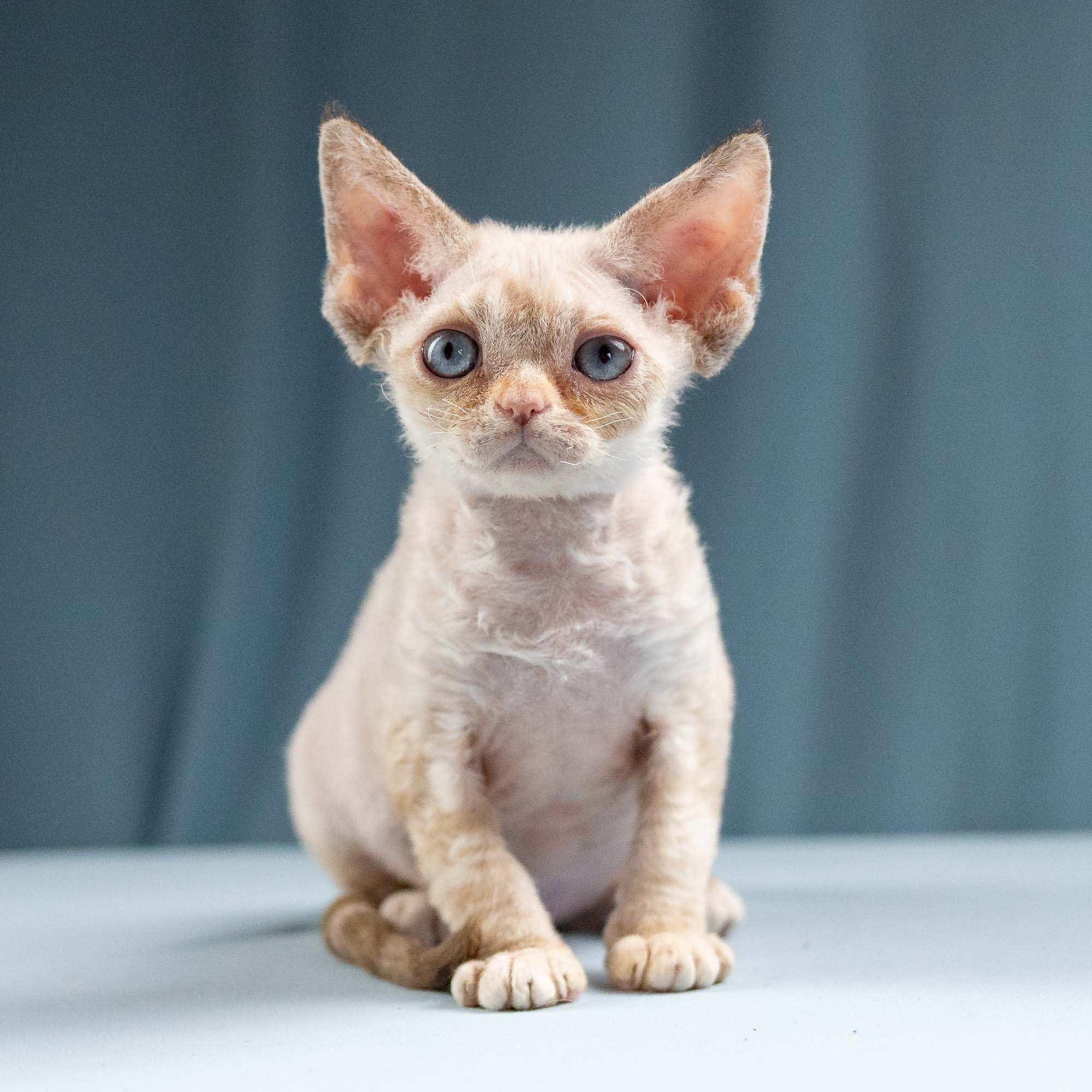 Iris, girl, born 06.01.2025. Devon Rex Pixie Cattery