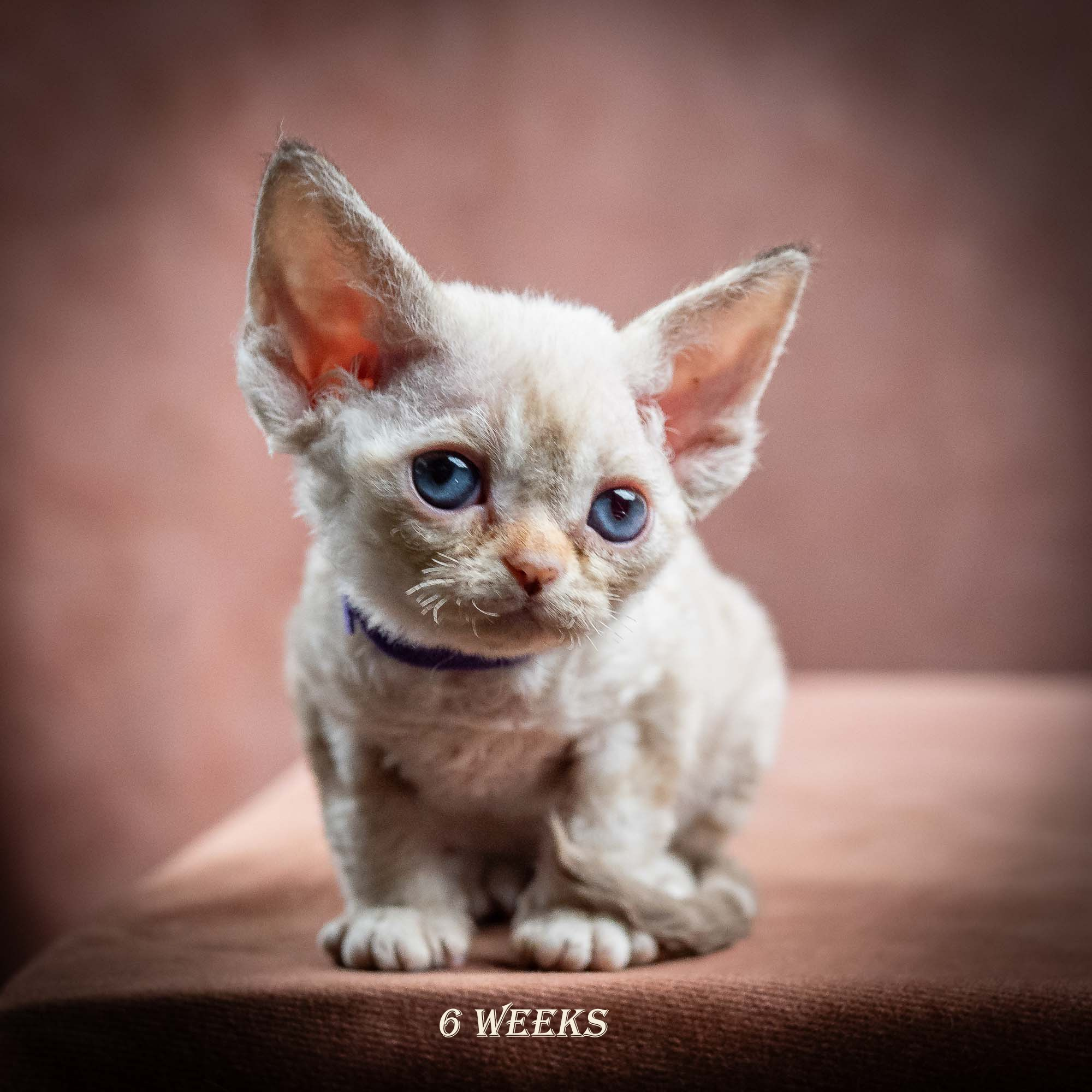 Iris, girl, born 06.01.2025. Devon Rex Pixie Cattery