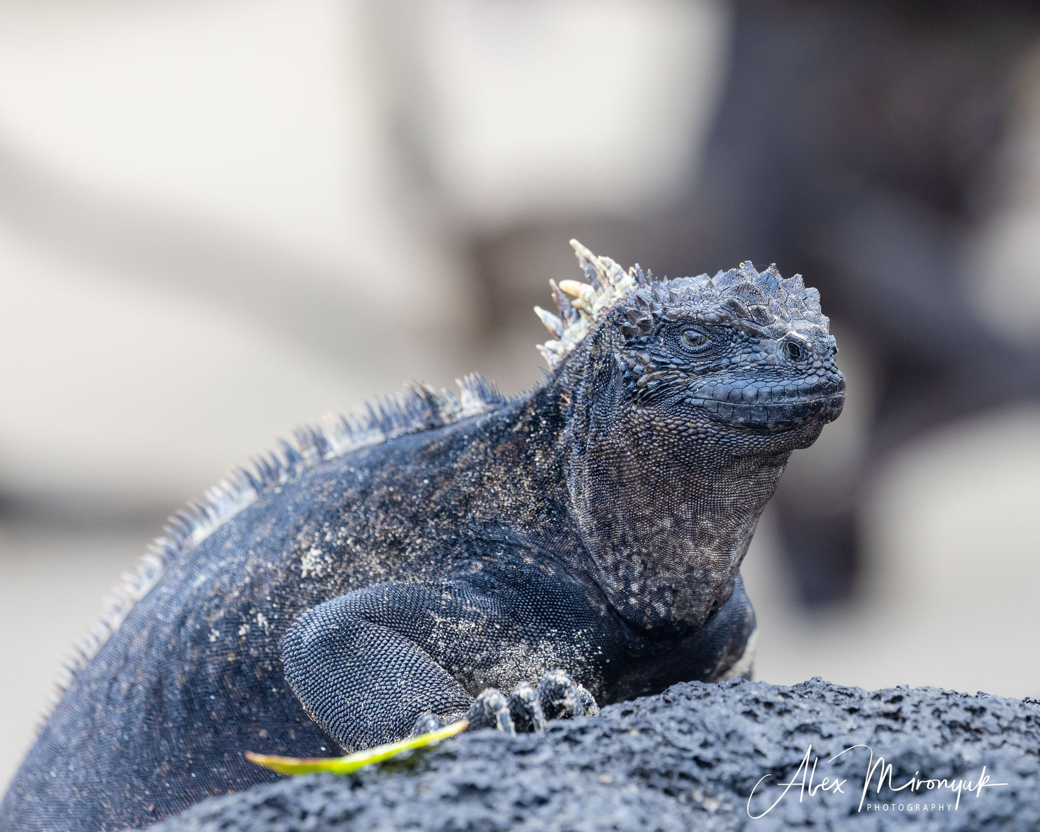 Galapagos Islands Adventure. Alex Mironyuk Photography