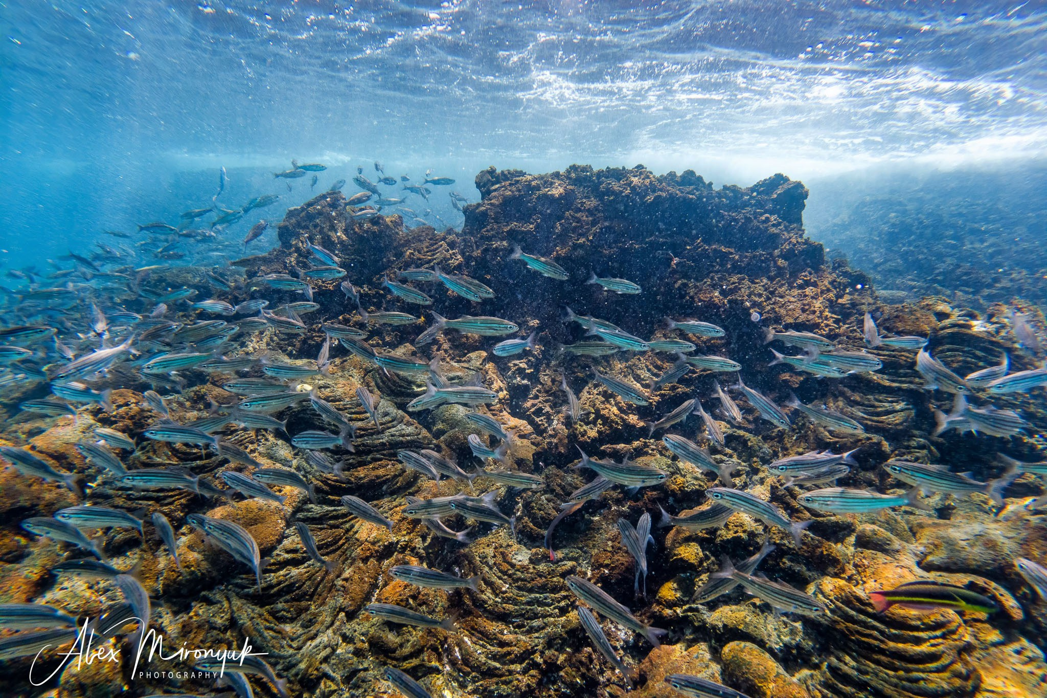 Galapagos Islands Adventure. Alex Mironyuk Photography