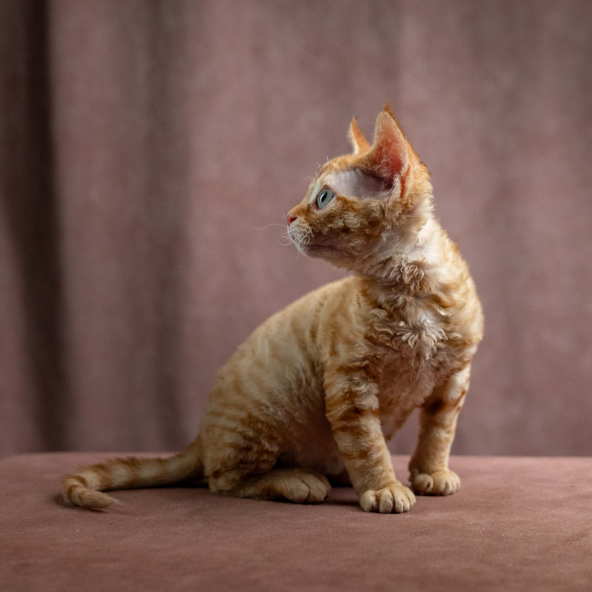 Jackie, boy, born 06.25.2025. Devon Rex Pixie Cattery