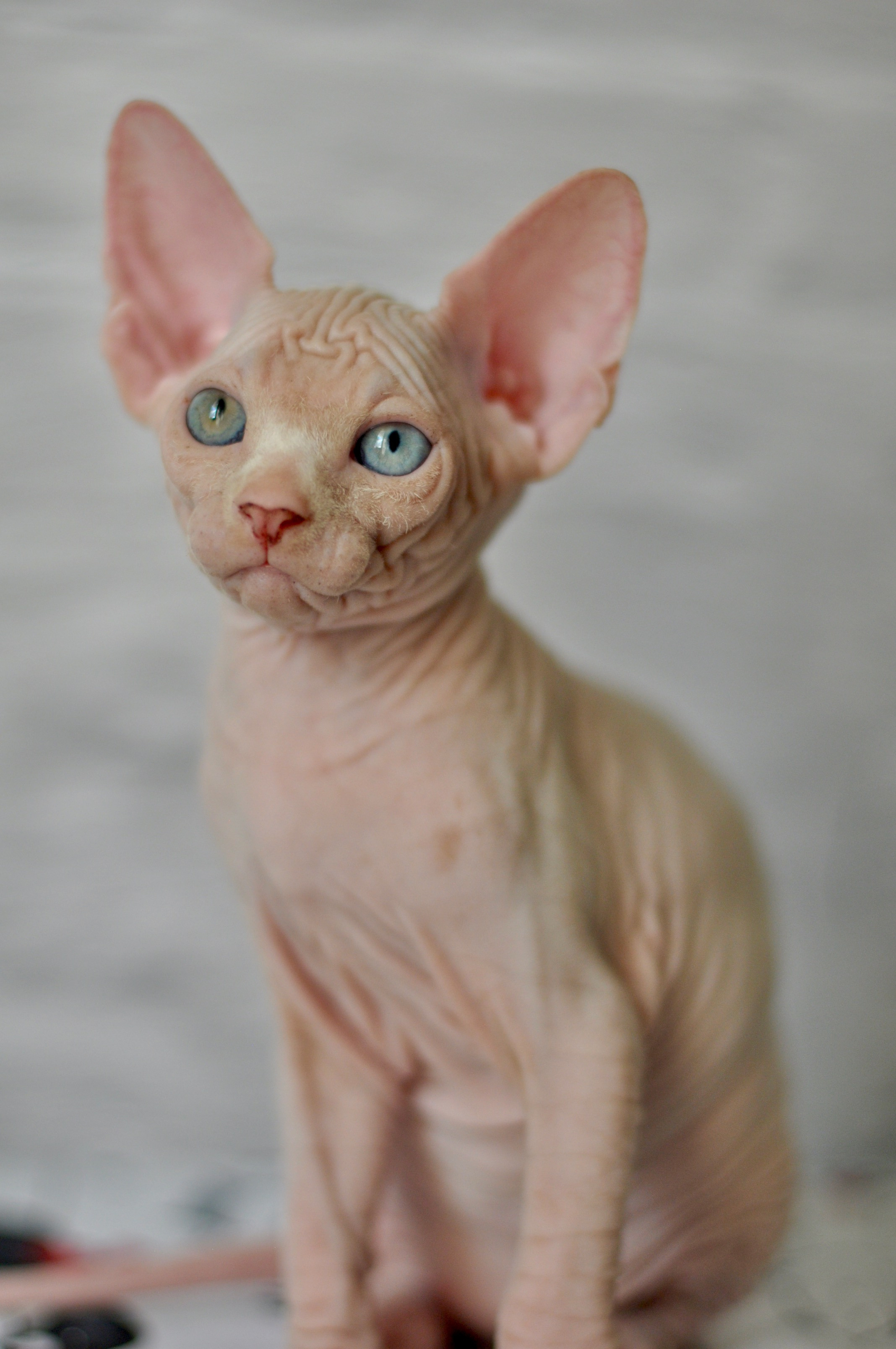 Graduates and Residents of our Cattery. A cattery of Canadian Sphynx breed, located in Limassol, Cyprus