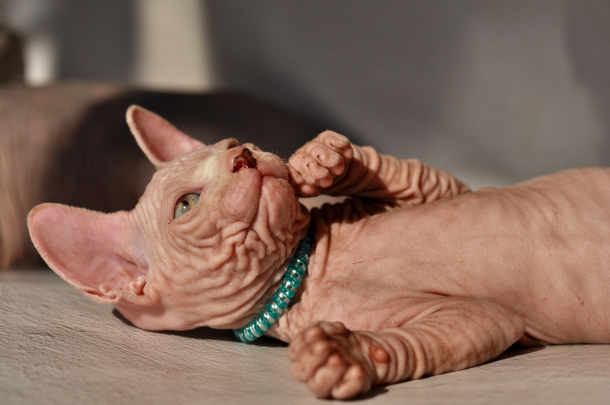 Graduates and Residents of our Cattery. A cattery of Canadian Sphynx breed, located in Limassol, Cyprus