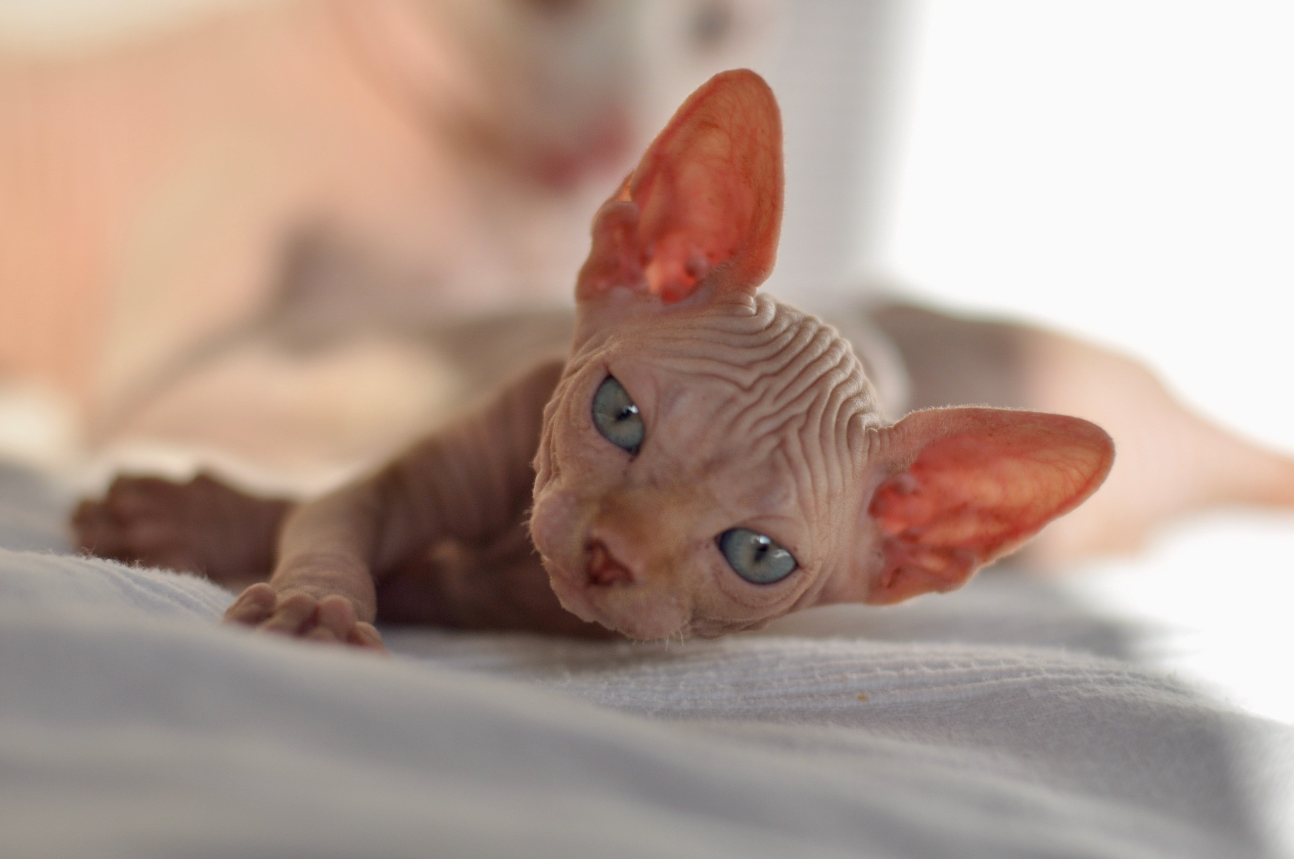 Graduates and Residents of our Cattery. A cattery of Canadian Sphynx breed, located in Limassol, Cyprus