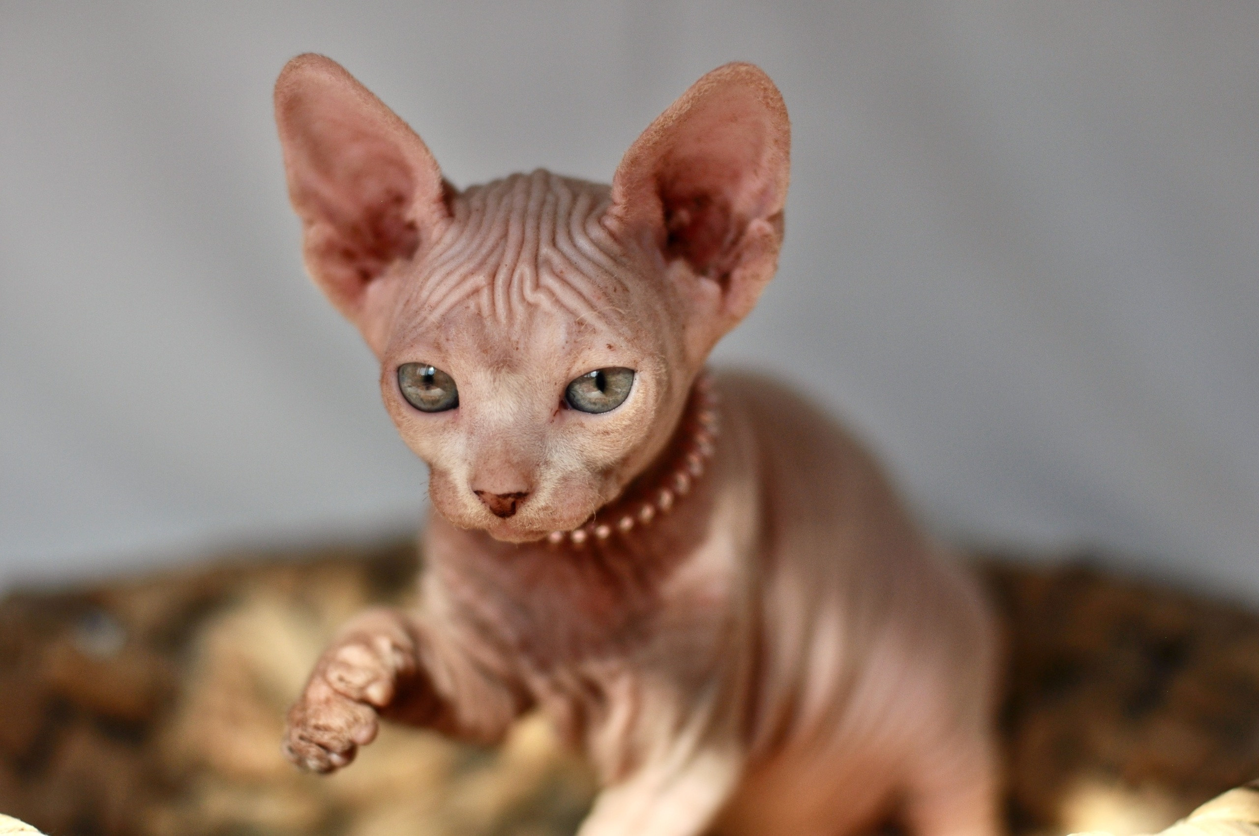 Graduates and Residents of our Cattery. A cattery of Canadian Sphynx breed, located in Limassol, Cyprus