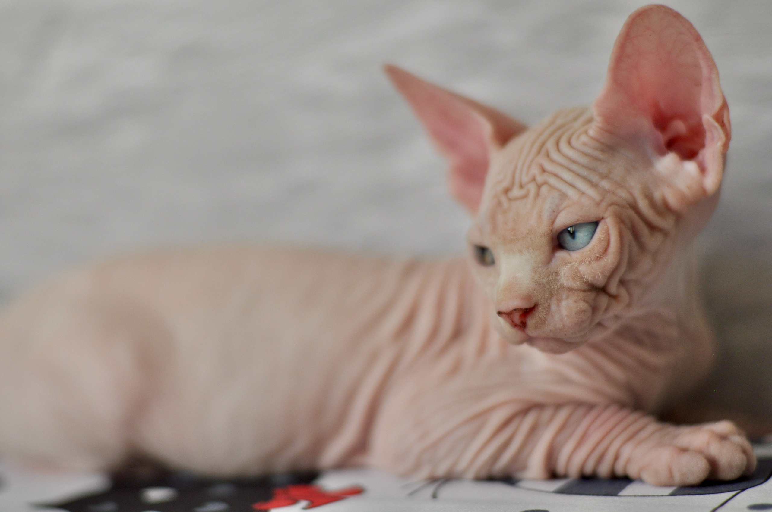 Graduates and Residents of our Cattery. A cattery of Canadian Sphynx breed, located in Limassol, Cyprus