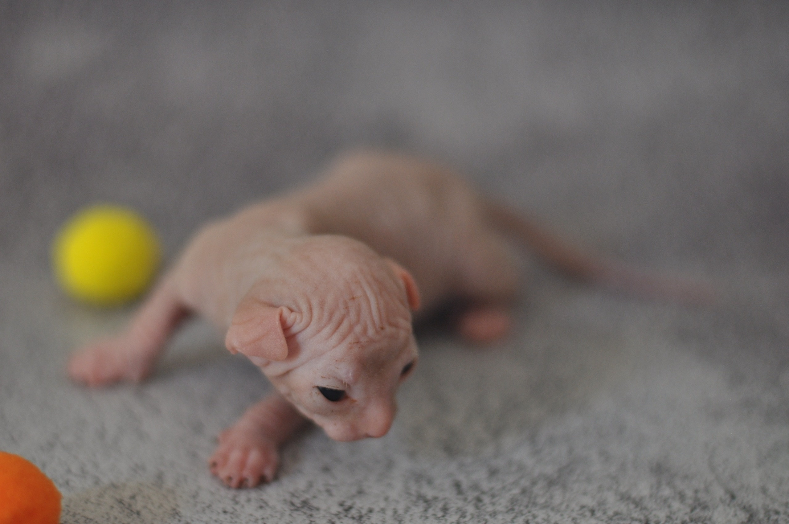 Graduates and Residents of our Cattery. A cattery of Canadian Sphynx breed, located in Limassol, Cyprus