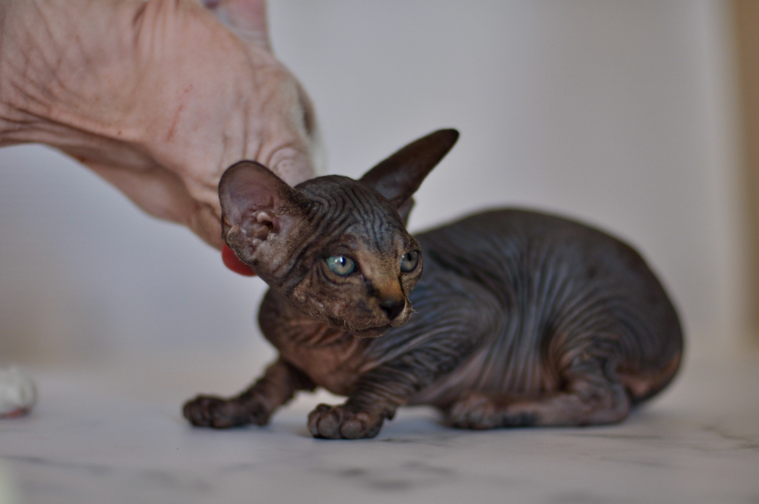 Graduates and Residents of our Cattery. A cattery of Canadian Sphynx breed, located in Limassol, Cyprus