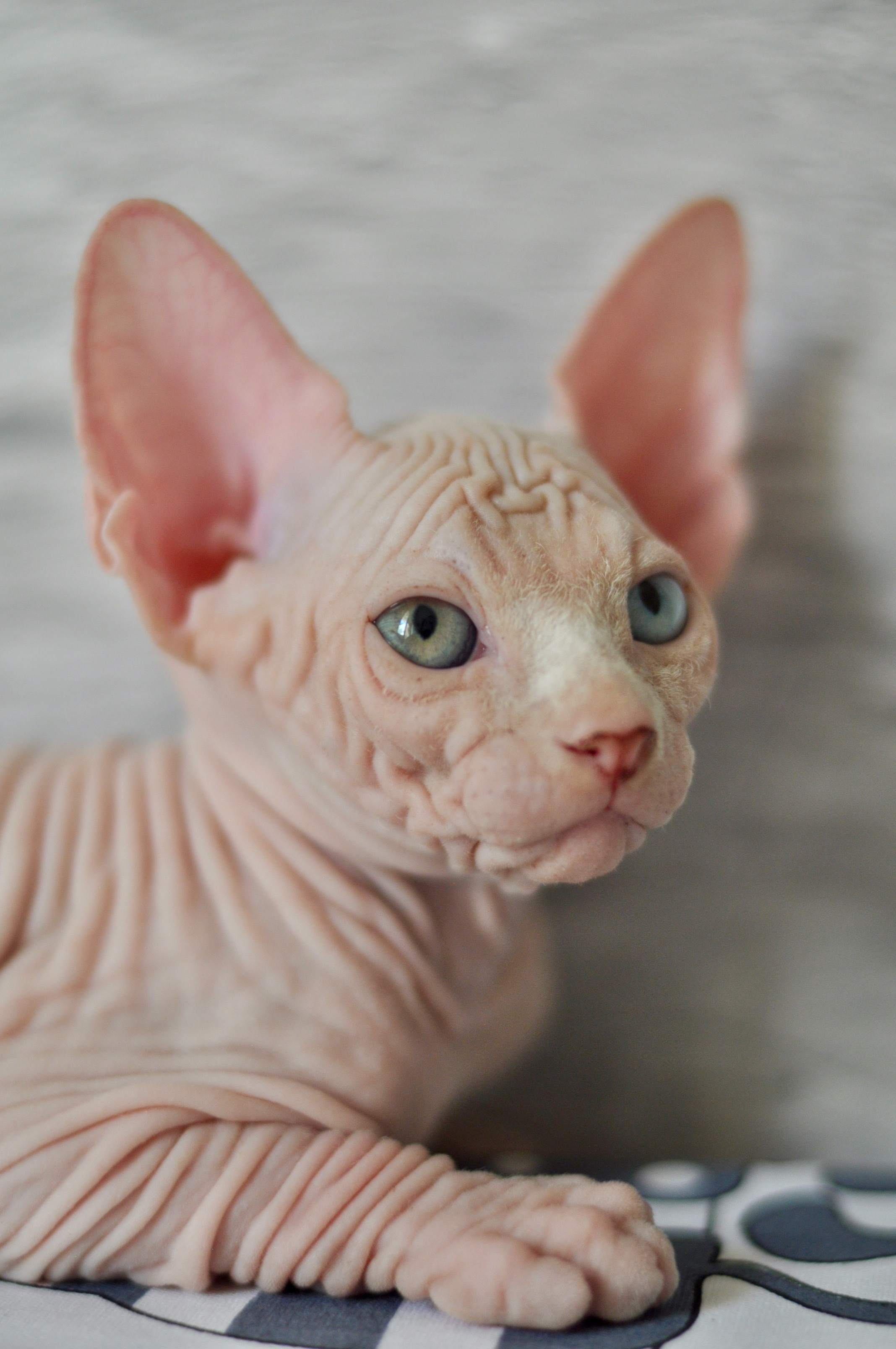 Graduates and Residents of our Cattery. A cattery of Canadian Sphynx breed, located in Limassol, Cyprus