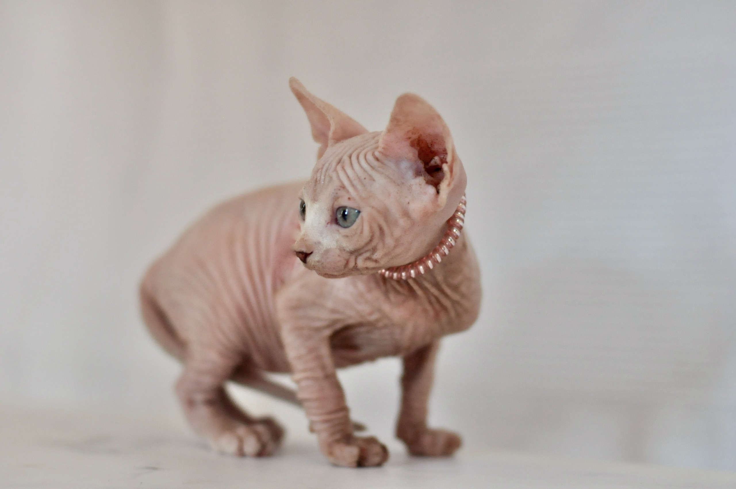 Graduates and Residents of our Cattery. A cattery of Canadian Sphynx breed, located in Limassol, Cyprus