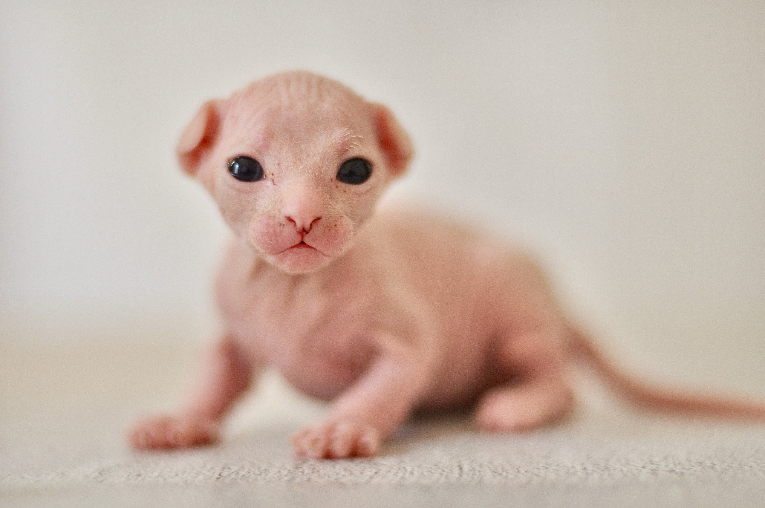 Graduates and Residents of our Cattery. A cattery of Canadian Sphynx breed, located in Limassol, Cyprus