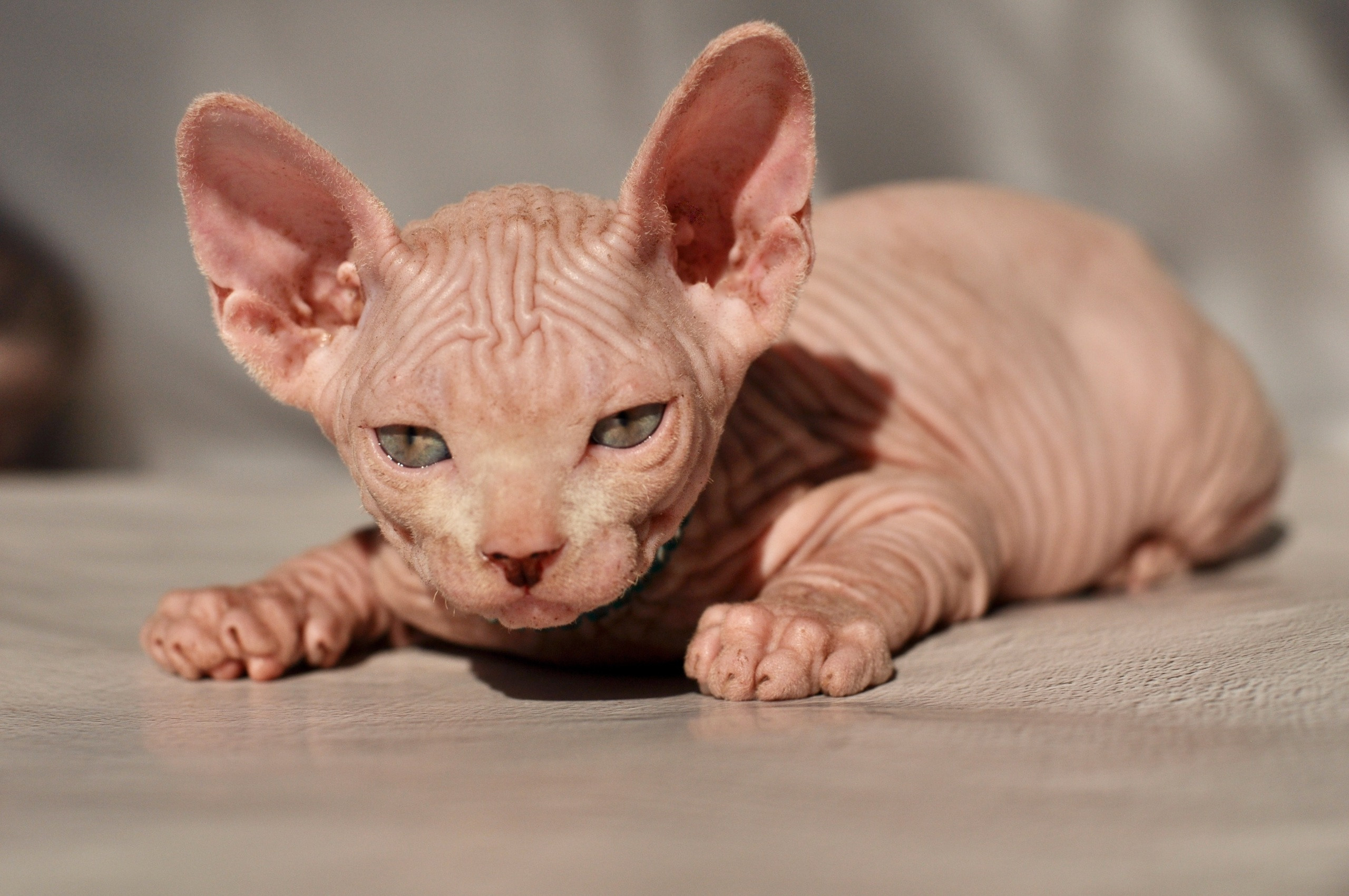 Graduates and Residents of our Cattery. A cattery of Canadian Sphynx breed, located in Limassol, Cyprus