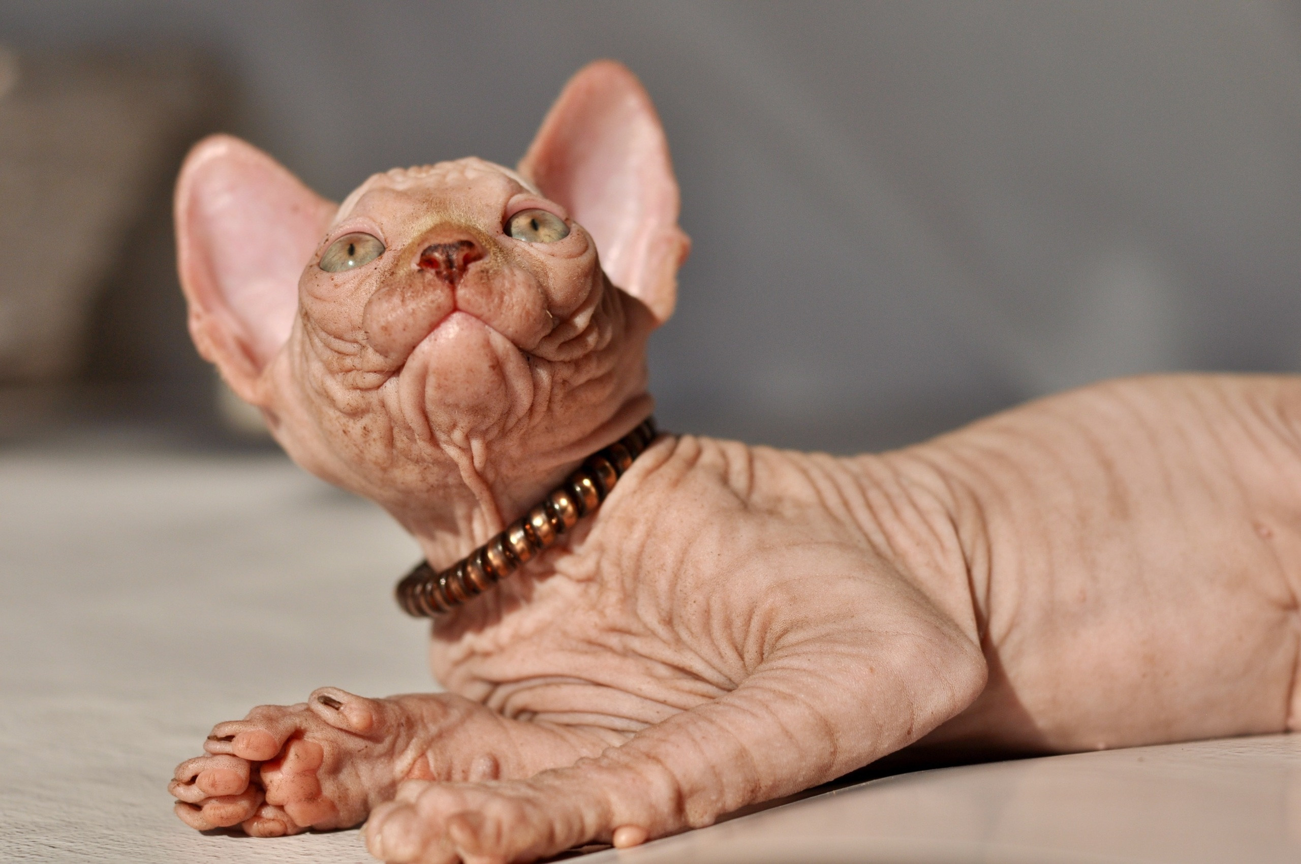 Graduates and Residents of our Cattery. A cattery of Canadian Sphynx breed, located in Limassol, Cyprus