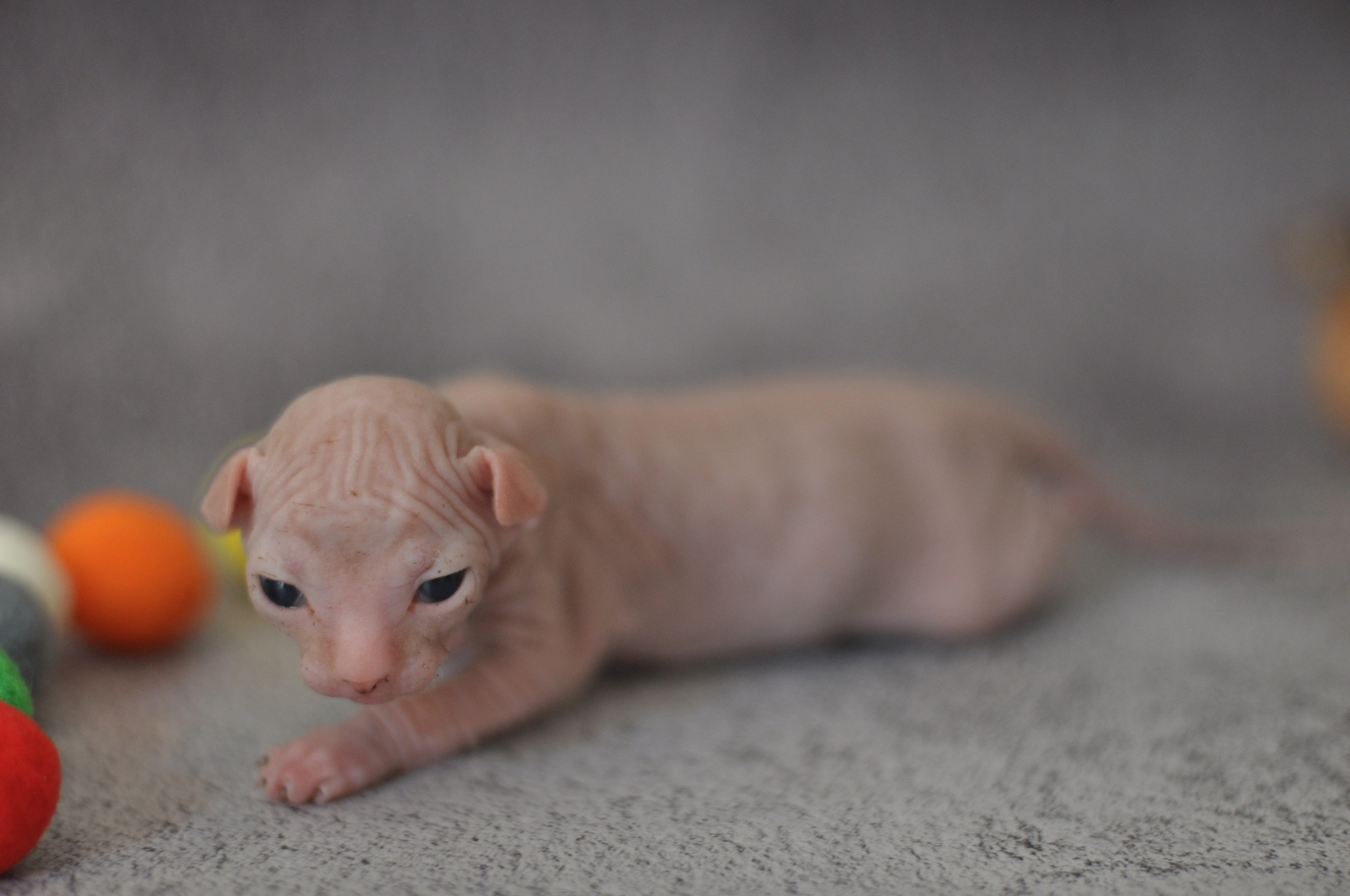 Graduates and Residents of our Cattery. A cattery of Canadian Sphynx breed, located in Limassol, Cyprus