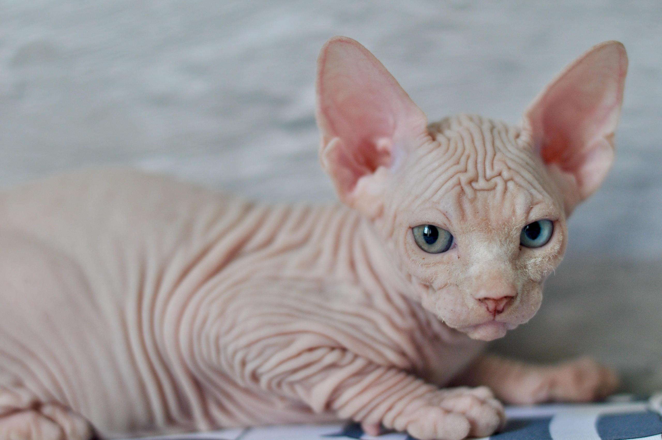 Sphynx kittens UK, Sphynx kittens United Kingdom, Sphynx kittens GB, Sphynx kittens Great Britain, Sphynx kittens London, Sphynx UK, Sphynx United Kingdom, Sphynx GB, Sphynx Great Britain, Sphynx London