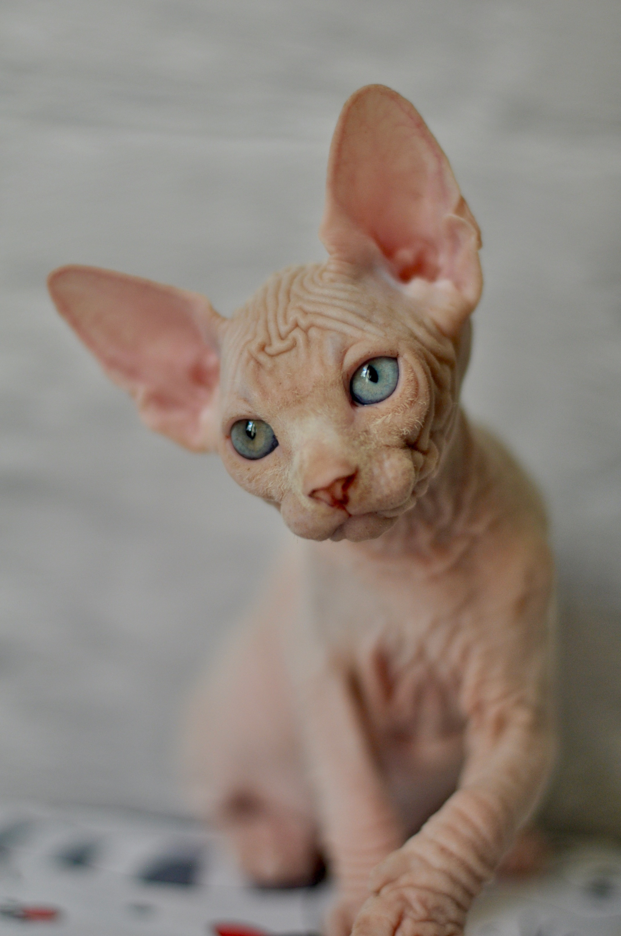 Graduates and Residents of our Cattery. A cattery of Canadian Sphynx breed, located in Limassol, Cyprus