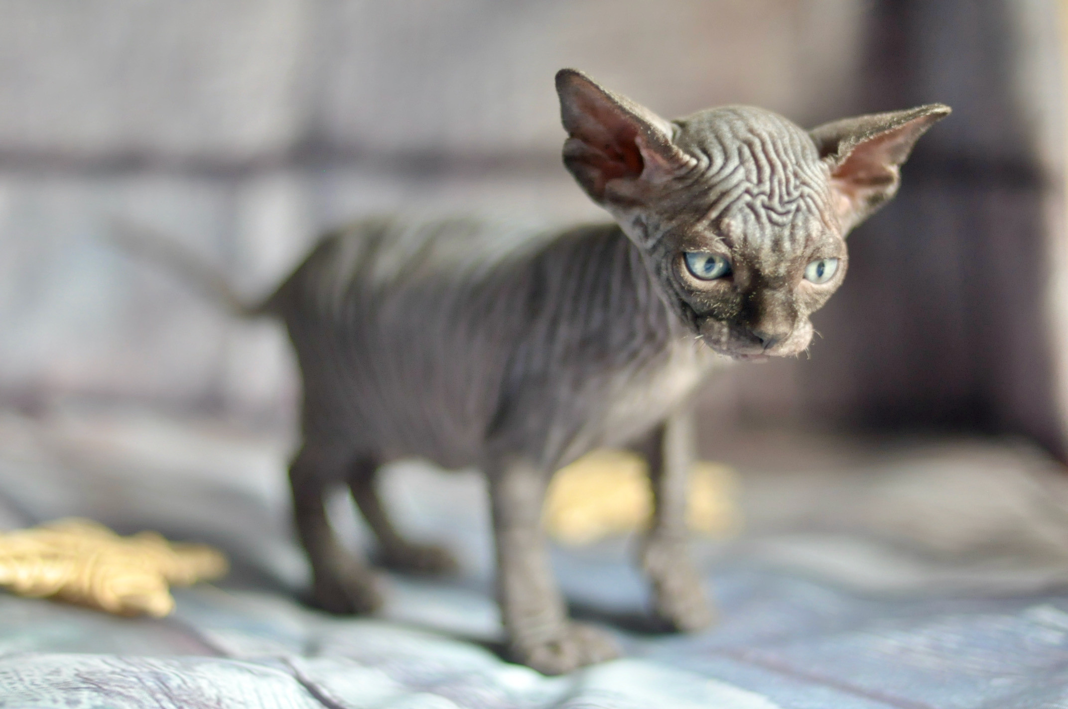 Graduates and Residents of our Cattery. A cattery of Canadian Sphynx breed, located in Limassol, Cyprus