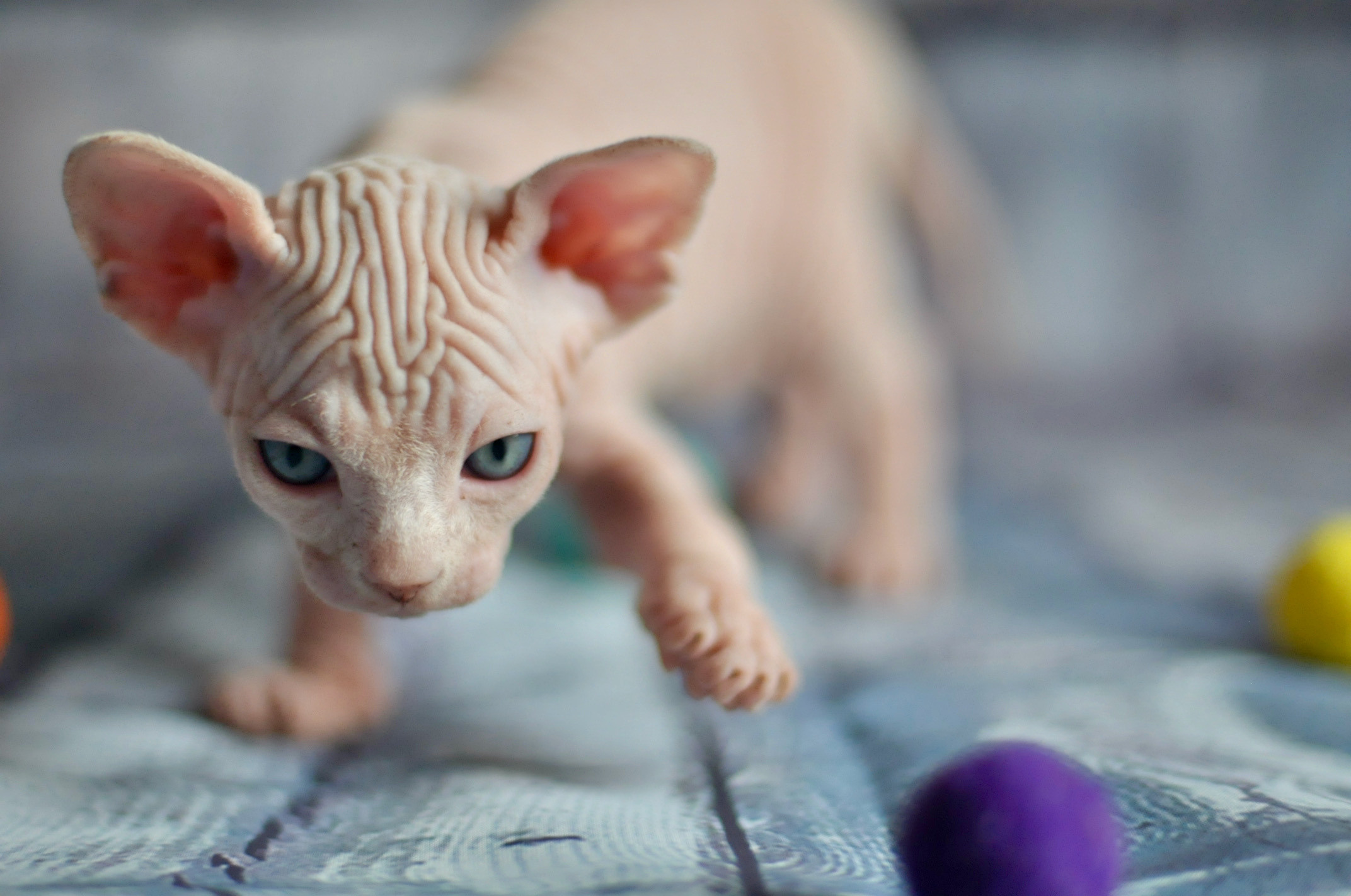 sphynx London, Birmingham, sphynx cat for sale London, sphynx cat for sale Birmingham