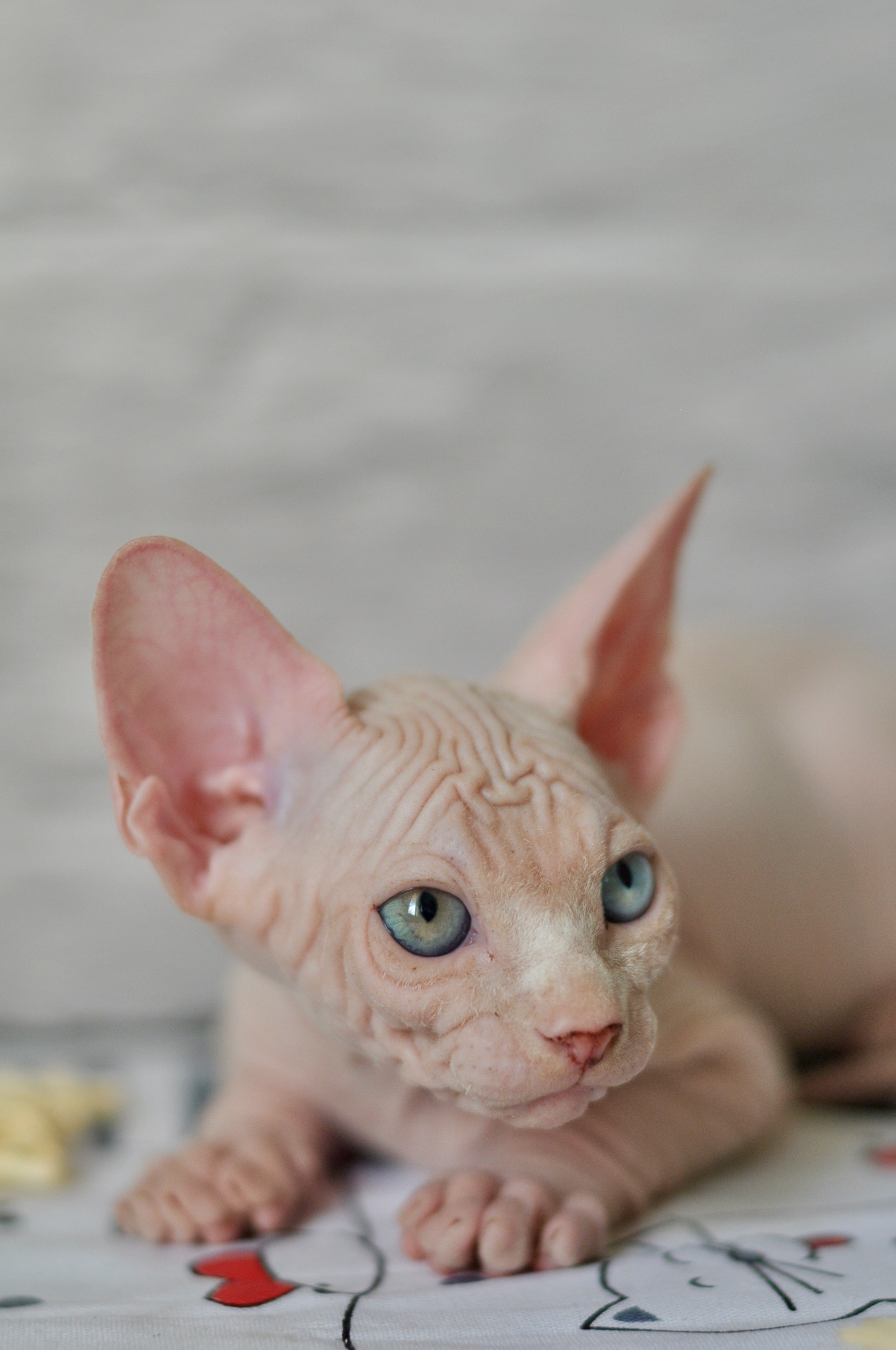 Sphynx kittens UK, Sphynx kittens United Kingdom, Sphynx kittens GB, Sphynx kittens Great Britain, Sphynx kittens London, Sphynx UK, Sphynx United Kingdom, Sphynx GB, Sphynx Great Britain, Sphynx London
