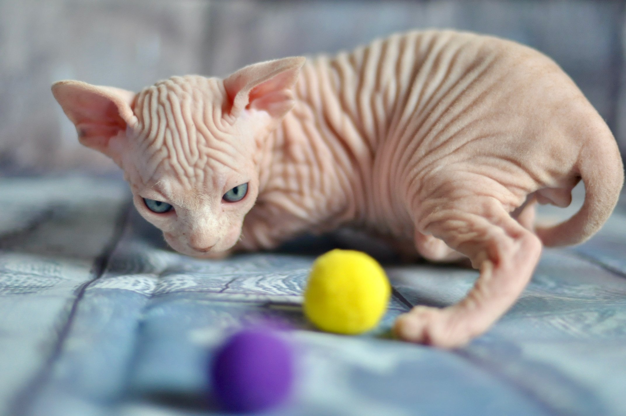 sphynx kittens Boston, sphynx kittens New York, sphynx kittens for sale Boston, sphynx kittens for sale New York
