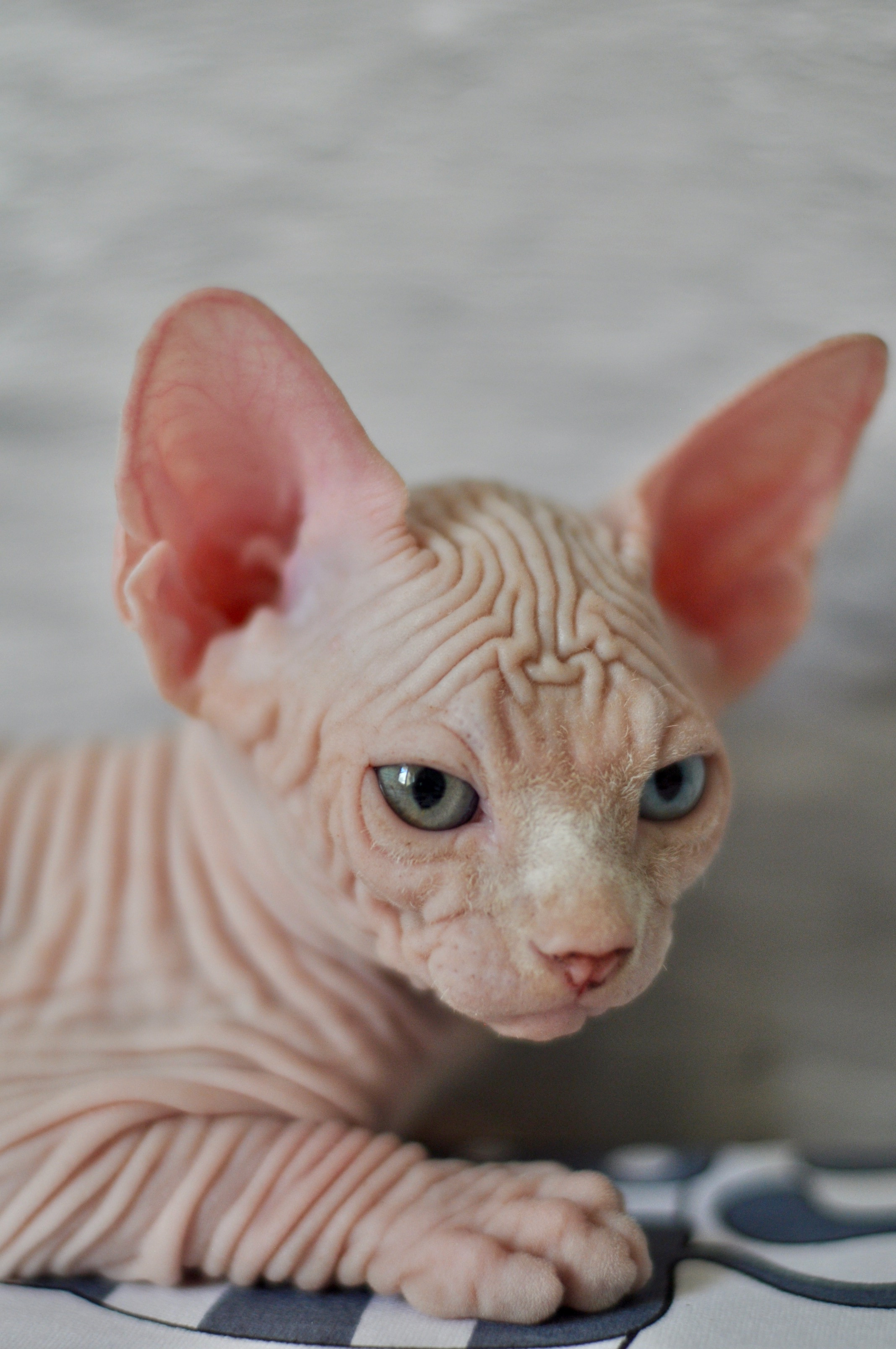 Graduates and Residents of our Cattery. A cattery of Canadian Sphynx breed, located in Limassol, Cyprus