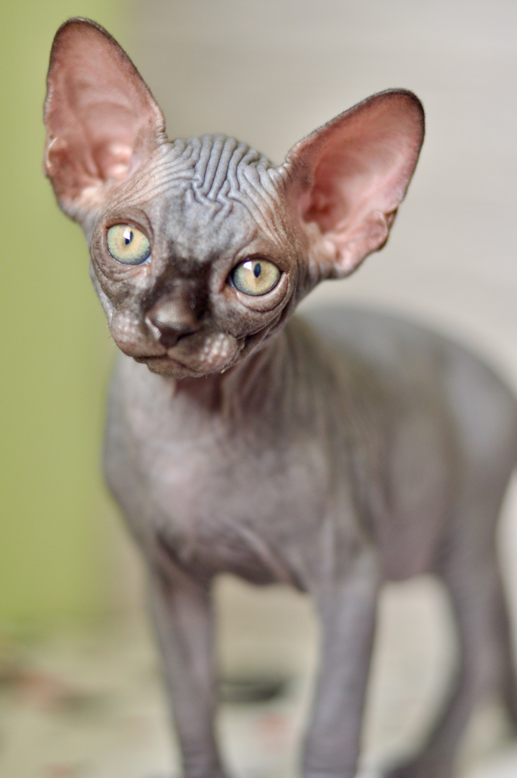 sphynx kittens Boston, sphynx kittens New York, sphynx kittens for sale Boston, sphynx kittens for sale New York