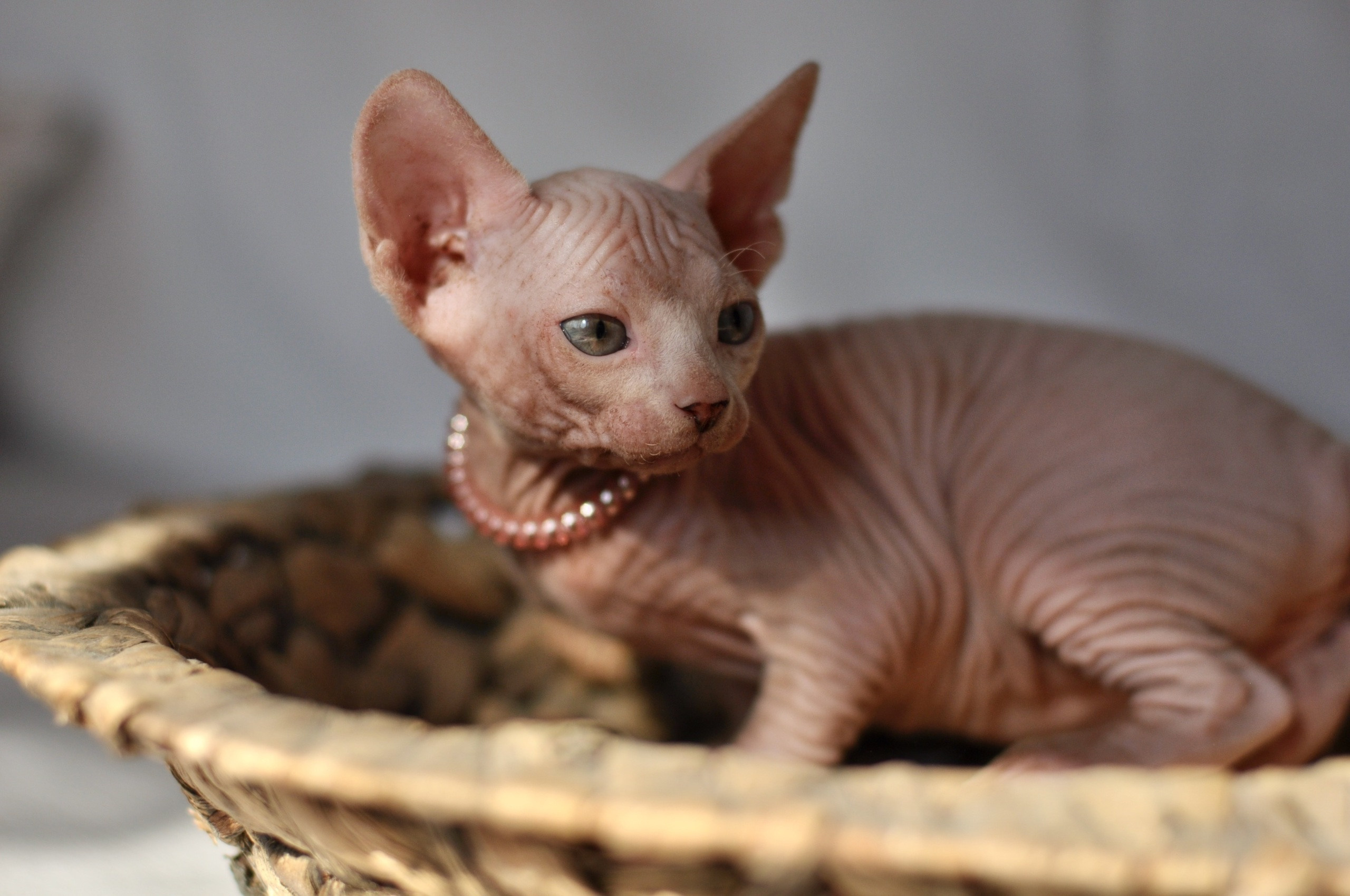 Graduates and Residents of our Cattery. A cattery of Canadian Sphynx breed, located in Limassol, Cyprus