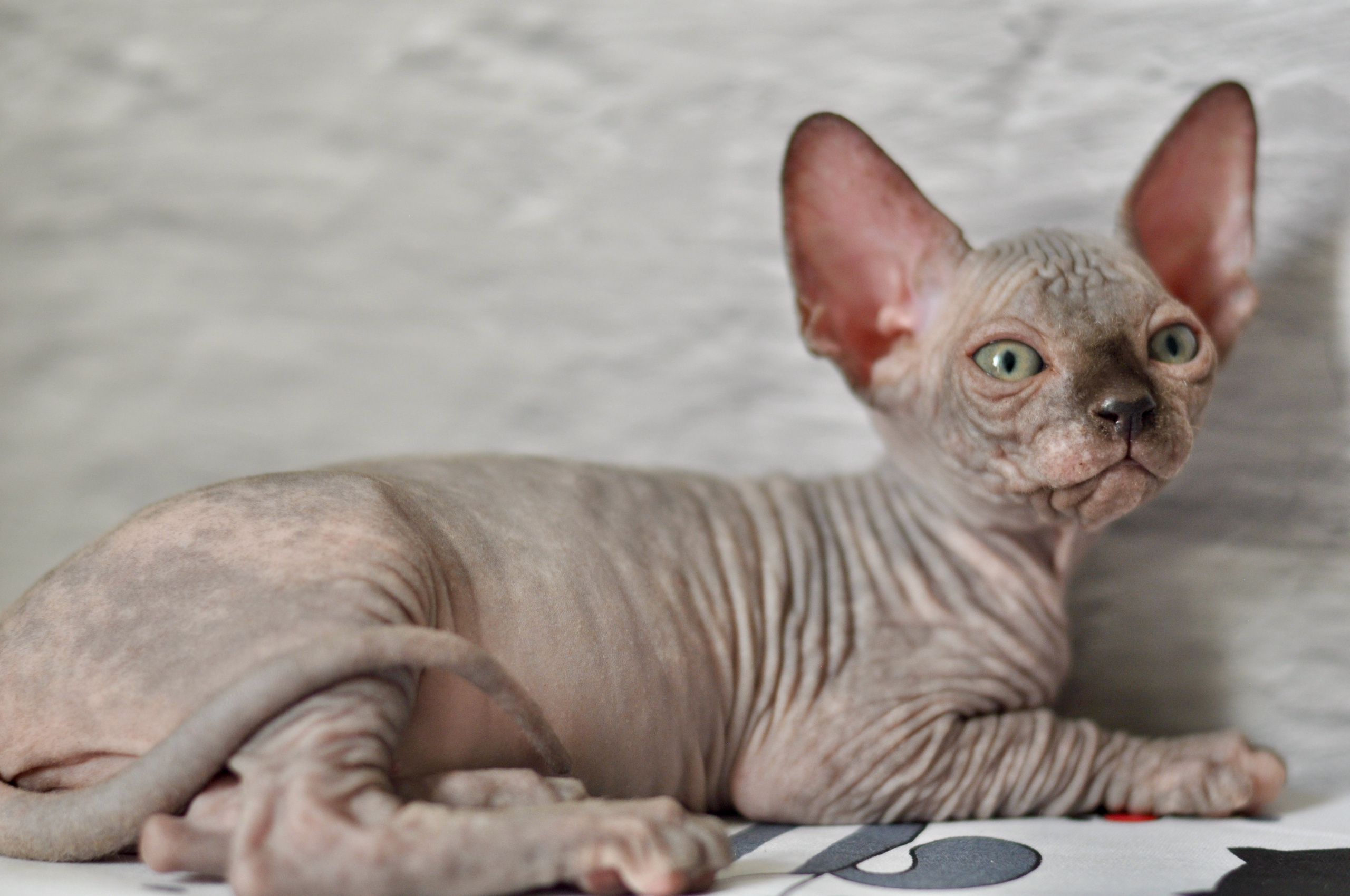 sphynx kittens Boston, sphynx kittens New York, sphynx kittens for sale Boston, sphynx kittens for sale New York