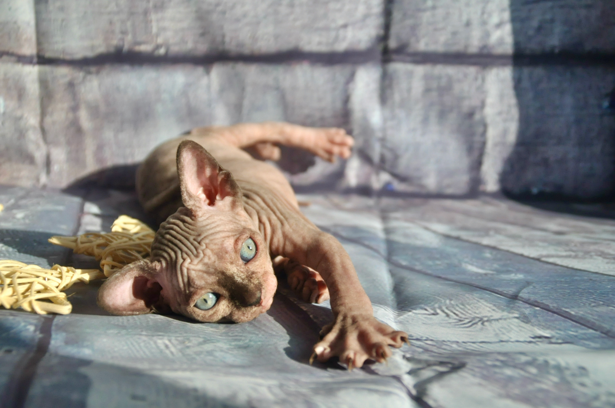 sphynx kittens Boston, sphynx kittens New York, sphynx kittens for sale Boston, sphynx kittens for sale New York
