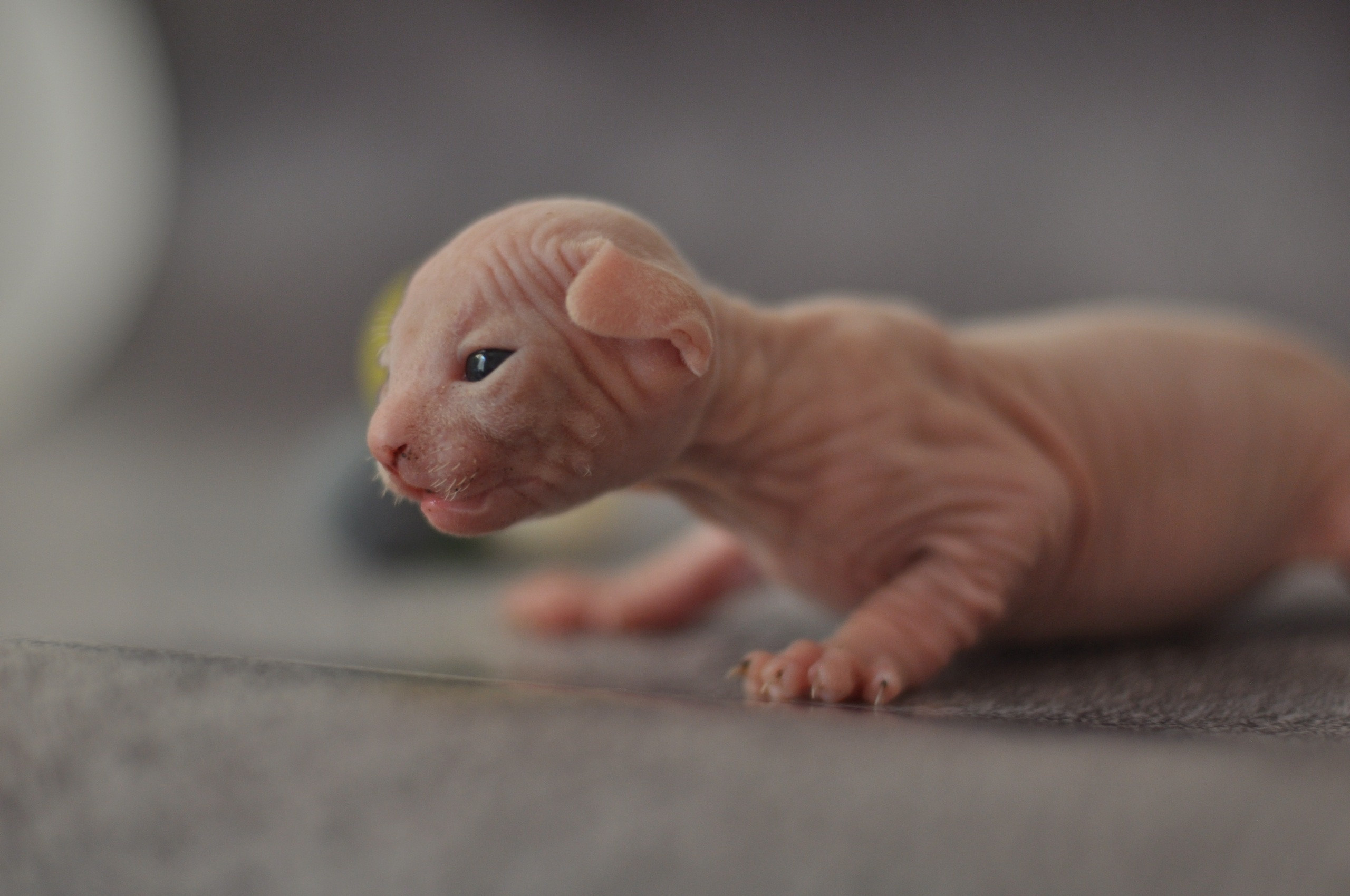Graduates and Residents of our Cattery. A cattery of Canadian Sphynx breed, located in Limassol, Cyprus