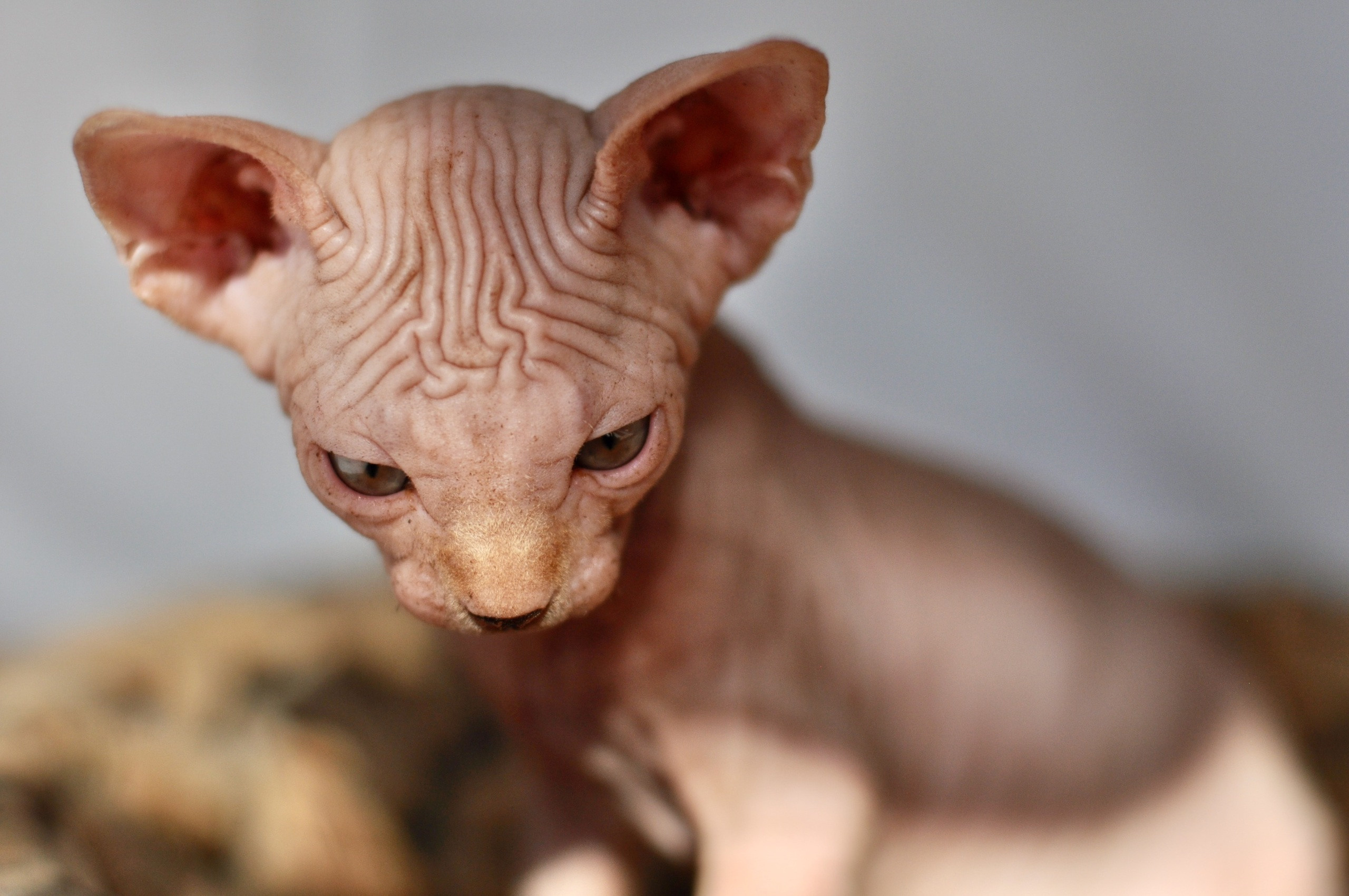 Graduates and Residents of our Cattery. A cattery of Canadian Sphynx breed, located in Limassol, Cyprus