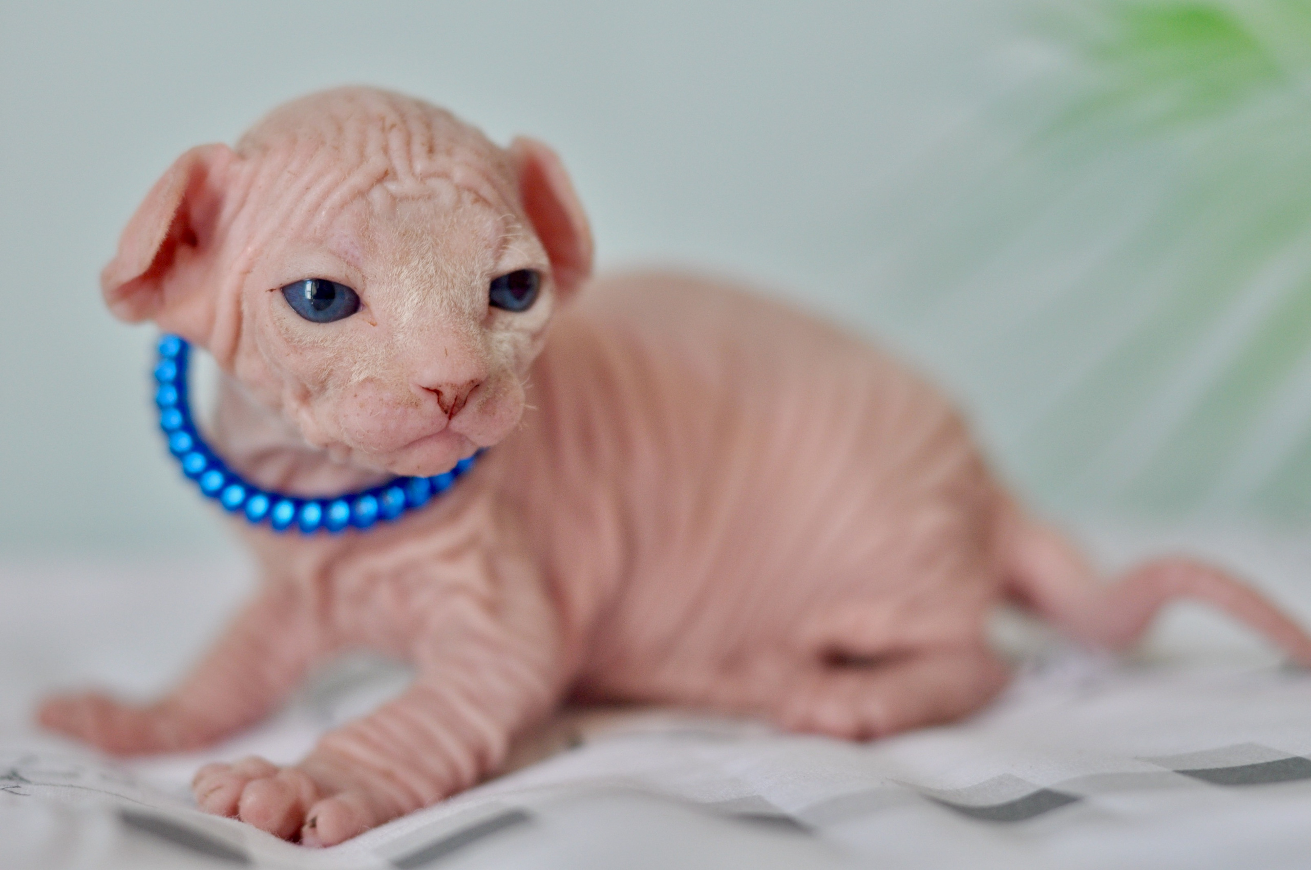 sphynx London, Birmingham, sphynx cat for sale London, sphynx cat for sale Birmingham