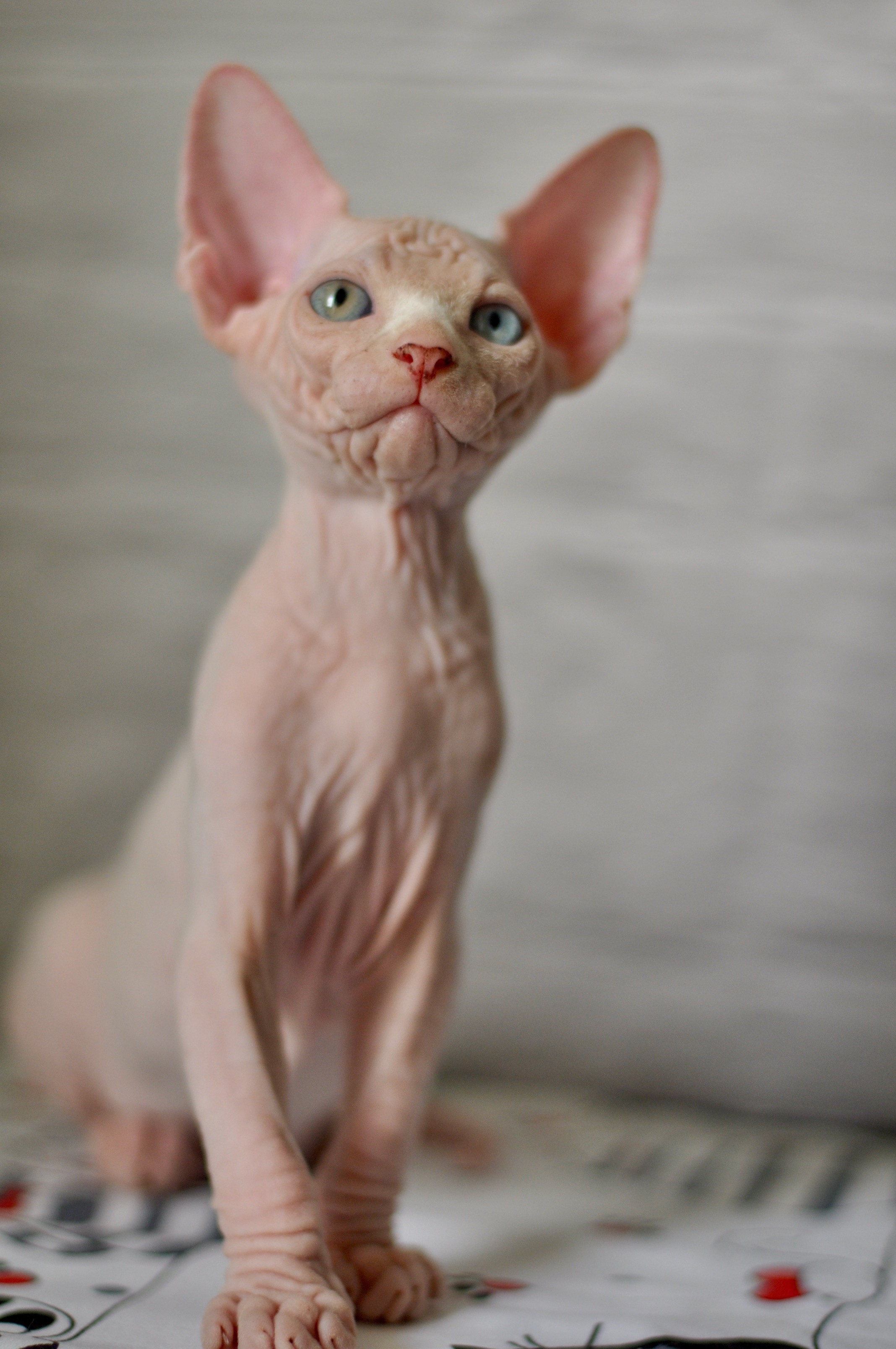 Graduates and Residents of our Cattery. A cattery of Canadian Sphynx breed, located in Limassol, Cyprus