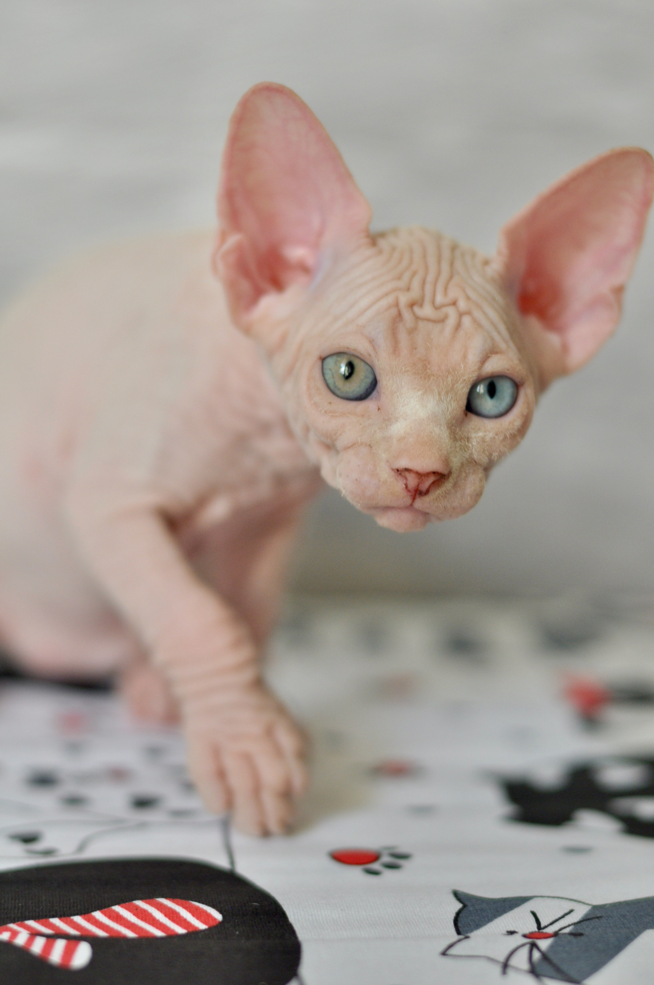 Sphynx kittens UK, Sphynx kittens United Kingdom, Sphynx kittens GB, Sphynx kittens Great Britain, Sphynx kittens London, Sphynx UK, Sphynx United Kingdom, Sphynx GB, Sphynx Great Britain, Sphynx London