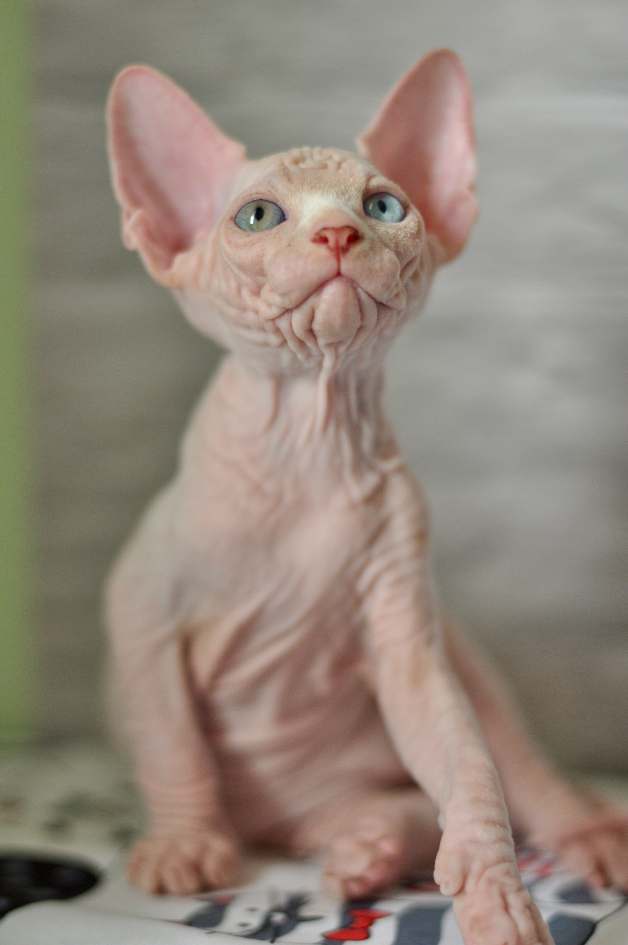 Graduates and Residents of our Cattery. A cattery of Canadian Sphynx breed, located in Limassol, Cyprus