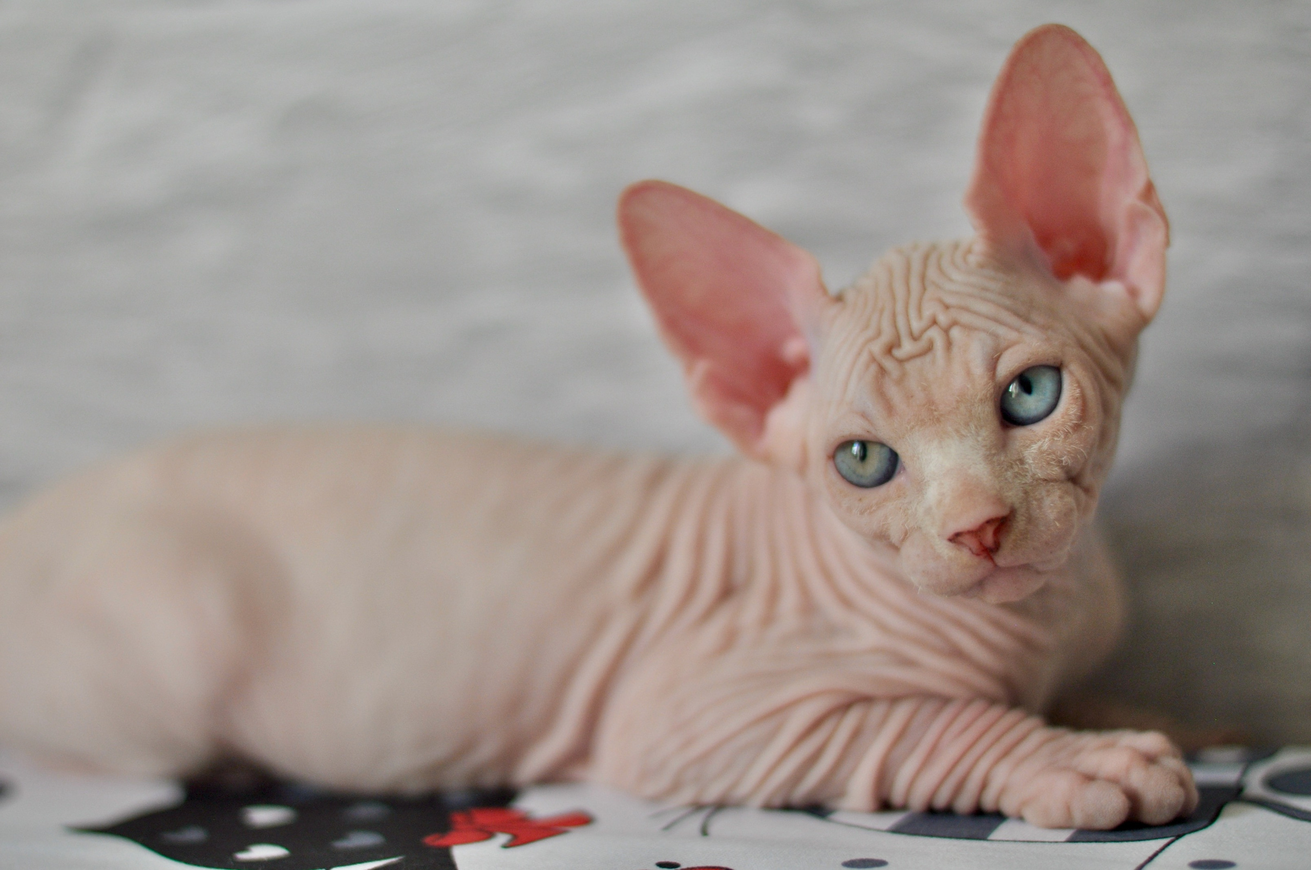 Graduates and Residents of our Cattery. A cattery of Canadian Sphynx breed, located in Limassol, Cyprus