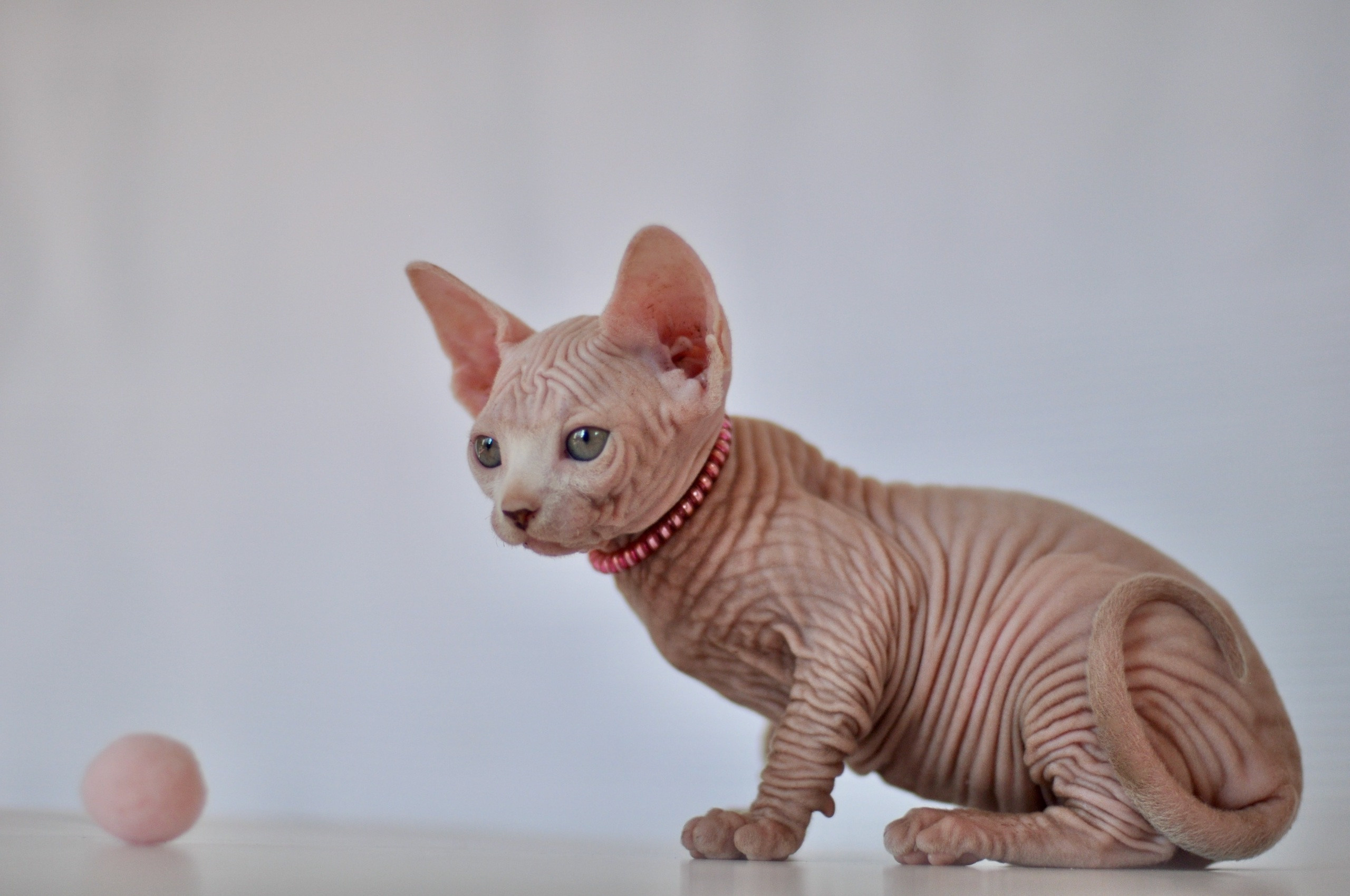 Graduates and Residents of our Cattery. A cattery of Canadian Sphynx breed, located in Limassol, Cyprus