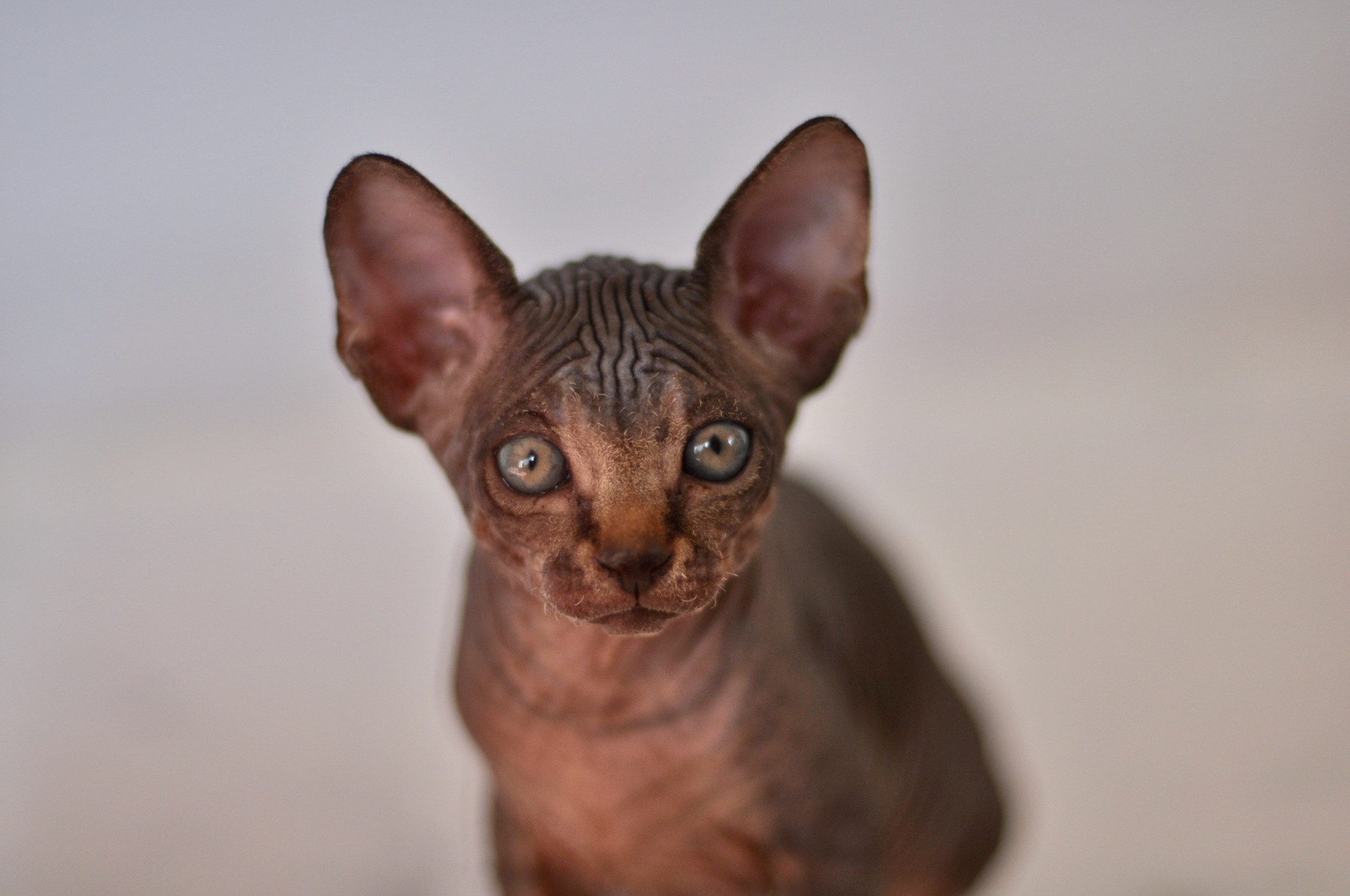 Graduates and Residents of our Cattery. A cattery of Canadian Sphynx breed, located in Limassol, Cyprus