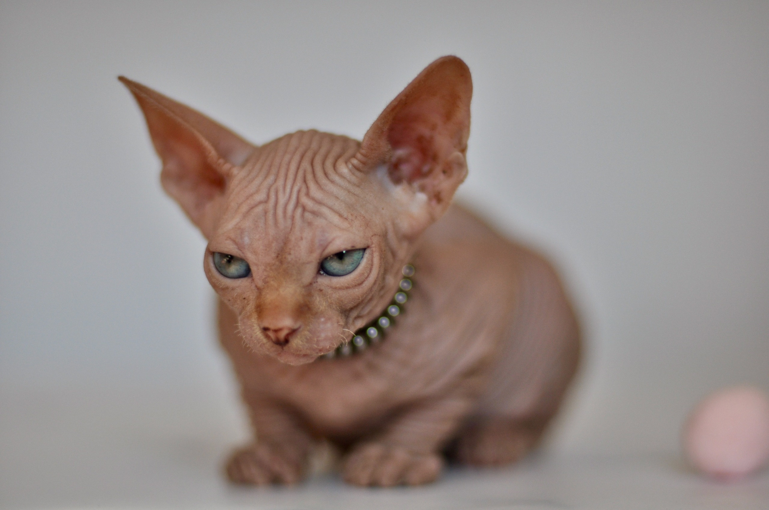 Graduates and Residents of our Cattery. A cattery of Canadian Sphynx breed, located in Limassol, Cyprus