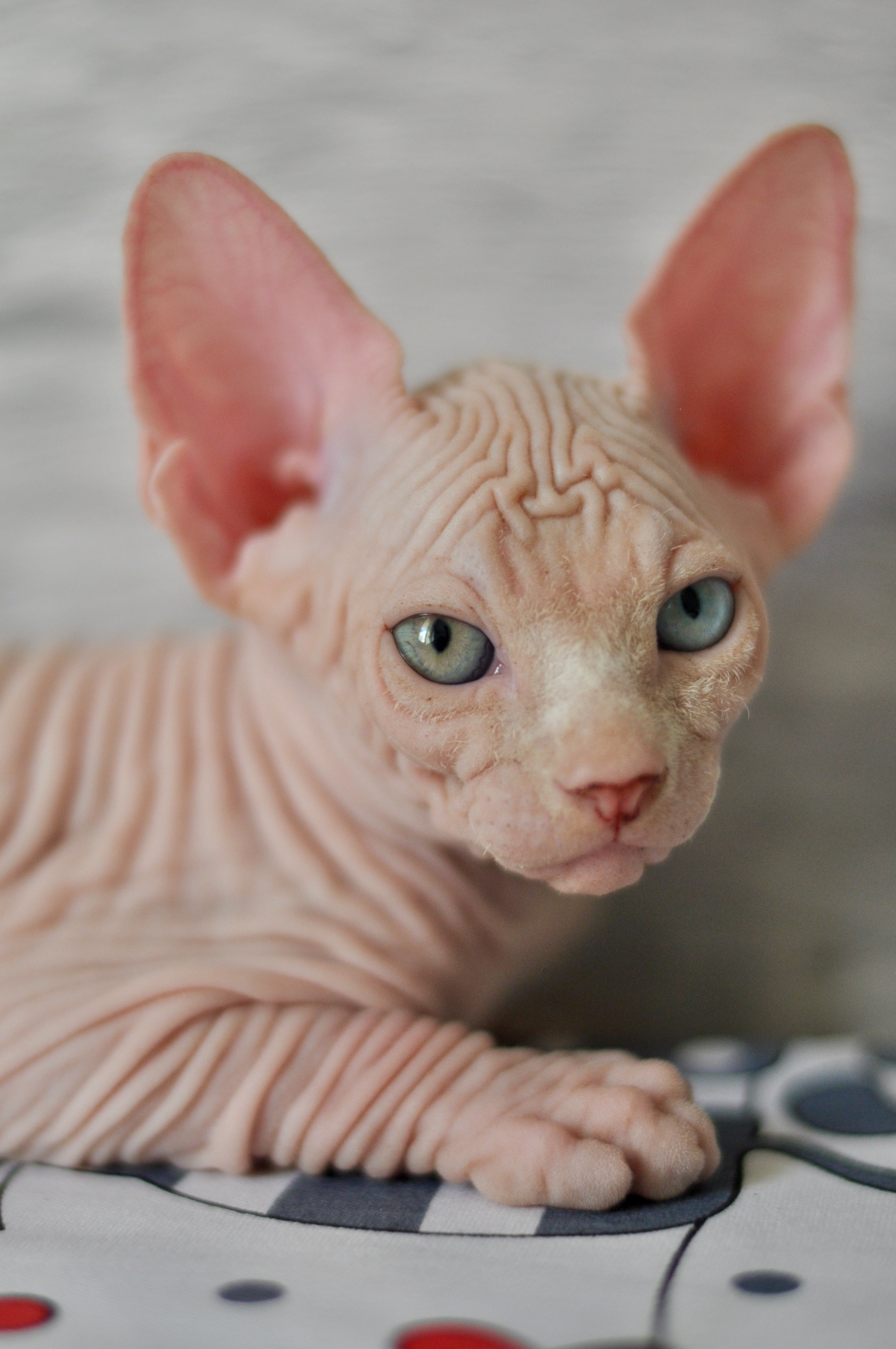 Graduates and Residents of our Cattery. A cattery of Canadian Sphynx breed, located in Limassol, Cyprus