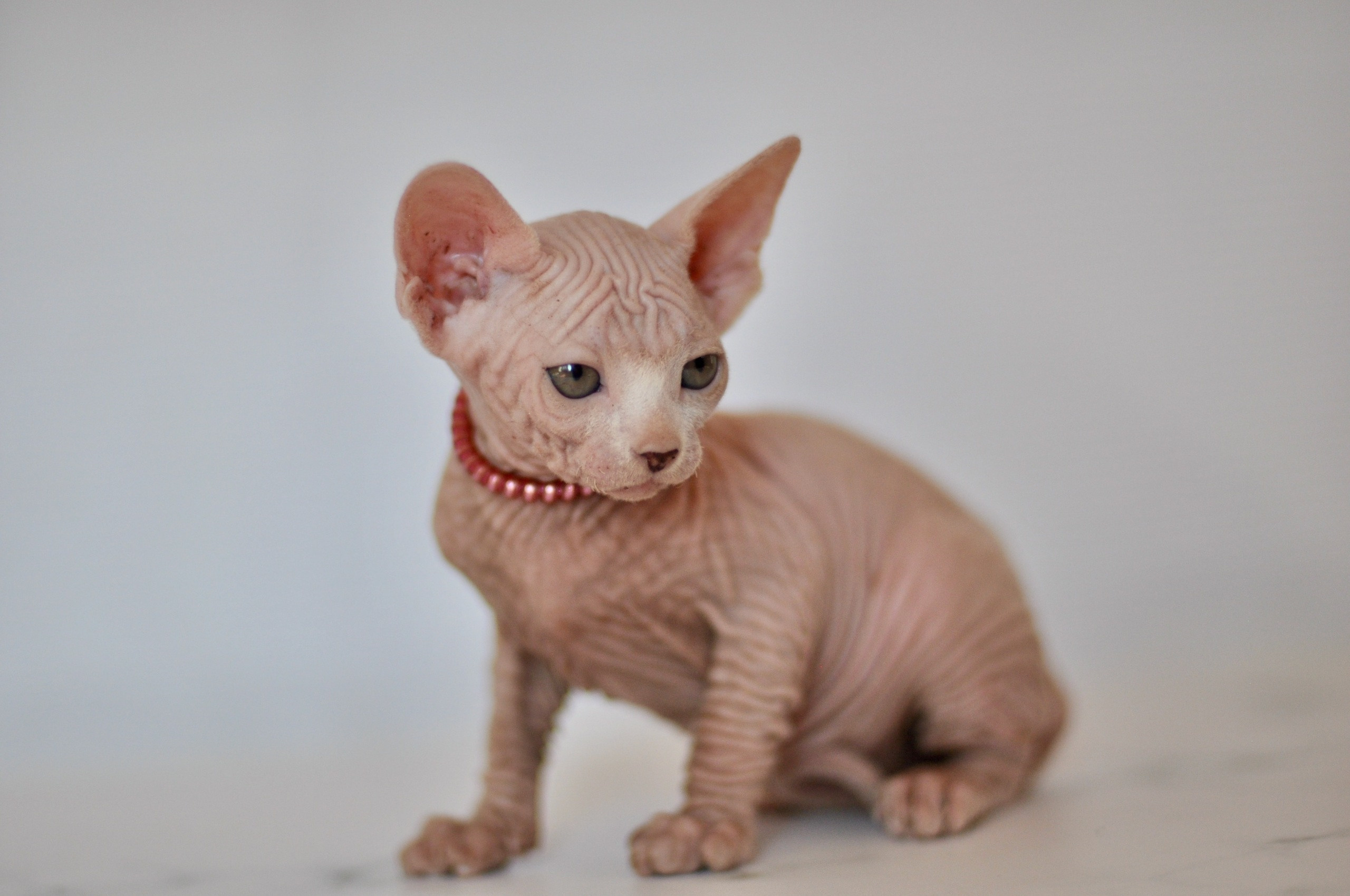 Graduates and Residents of our Cattery. A cattery of Canadian Sphynx breed, located in Limassol, Cyprus