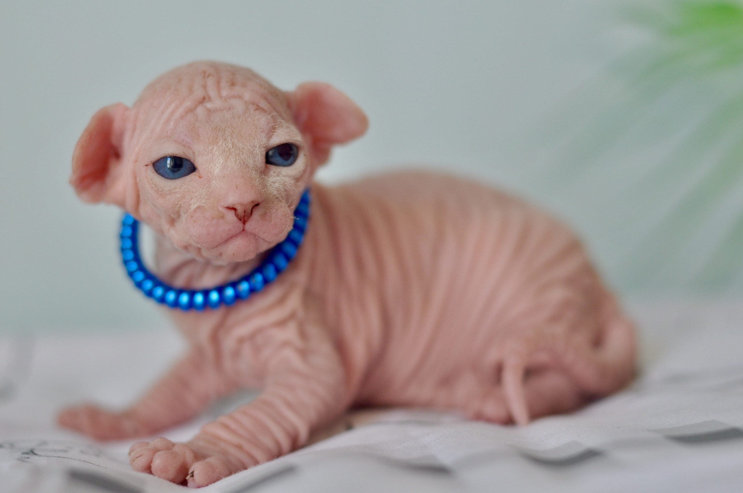 Sphynx kittens UK, Sphynx kittens United Kingdom, Sphynx kittens GB, Sphynx kittens Great Britain, Sphynx kittens London, Sphynx UK, Sphynx United Kingdom, Sphynx GB, Sphynx Great Britain, Sphynx London