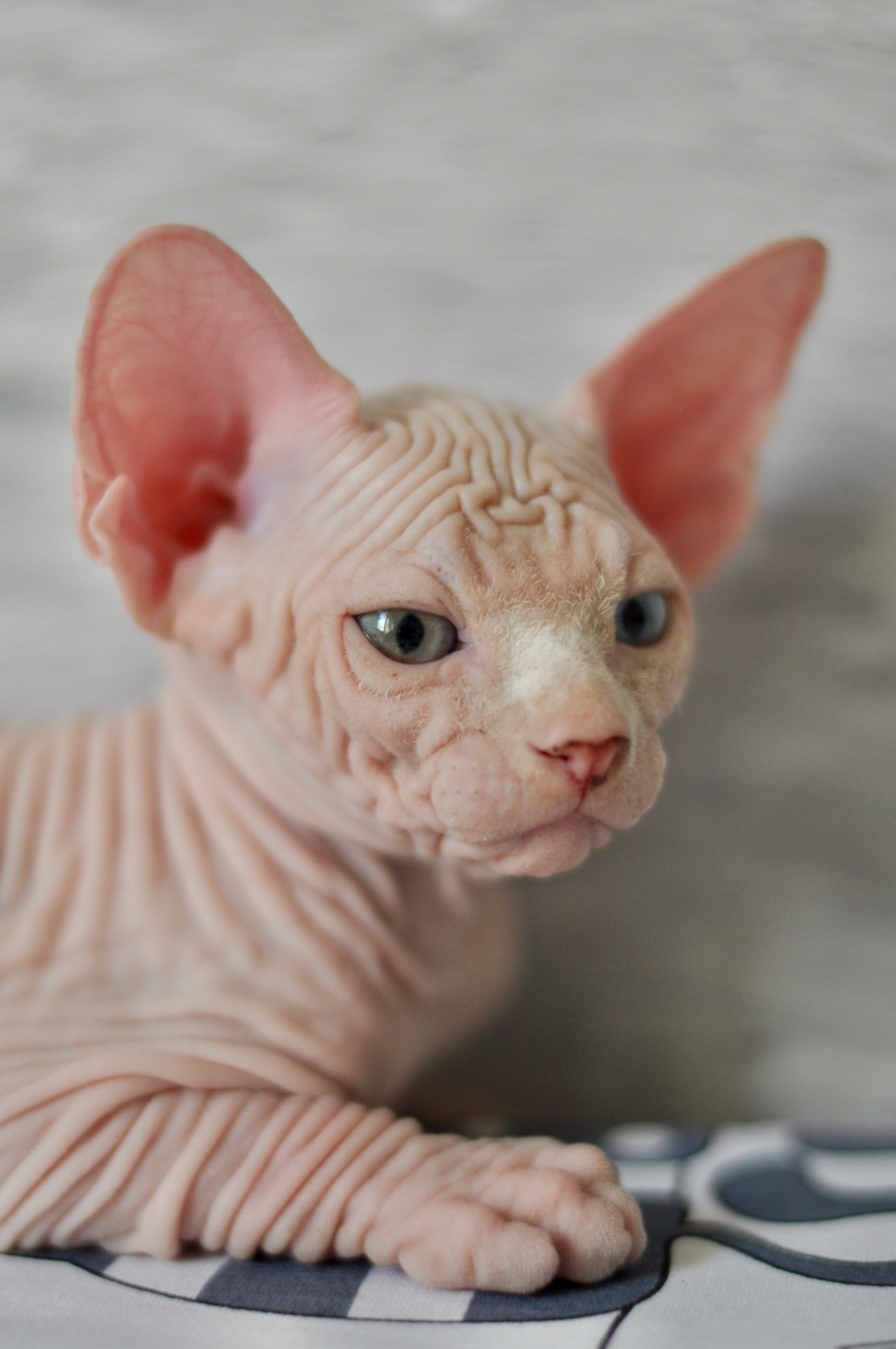 Graduates and Residents of our Cattery. A cattery of Canadian Sphynx breed, located in Limassol, Cyprus