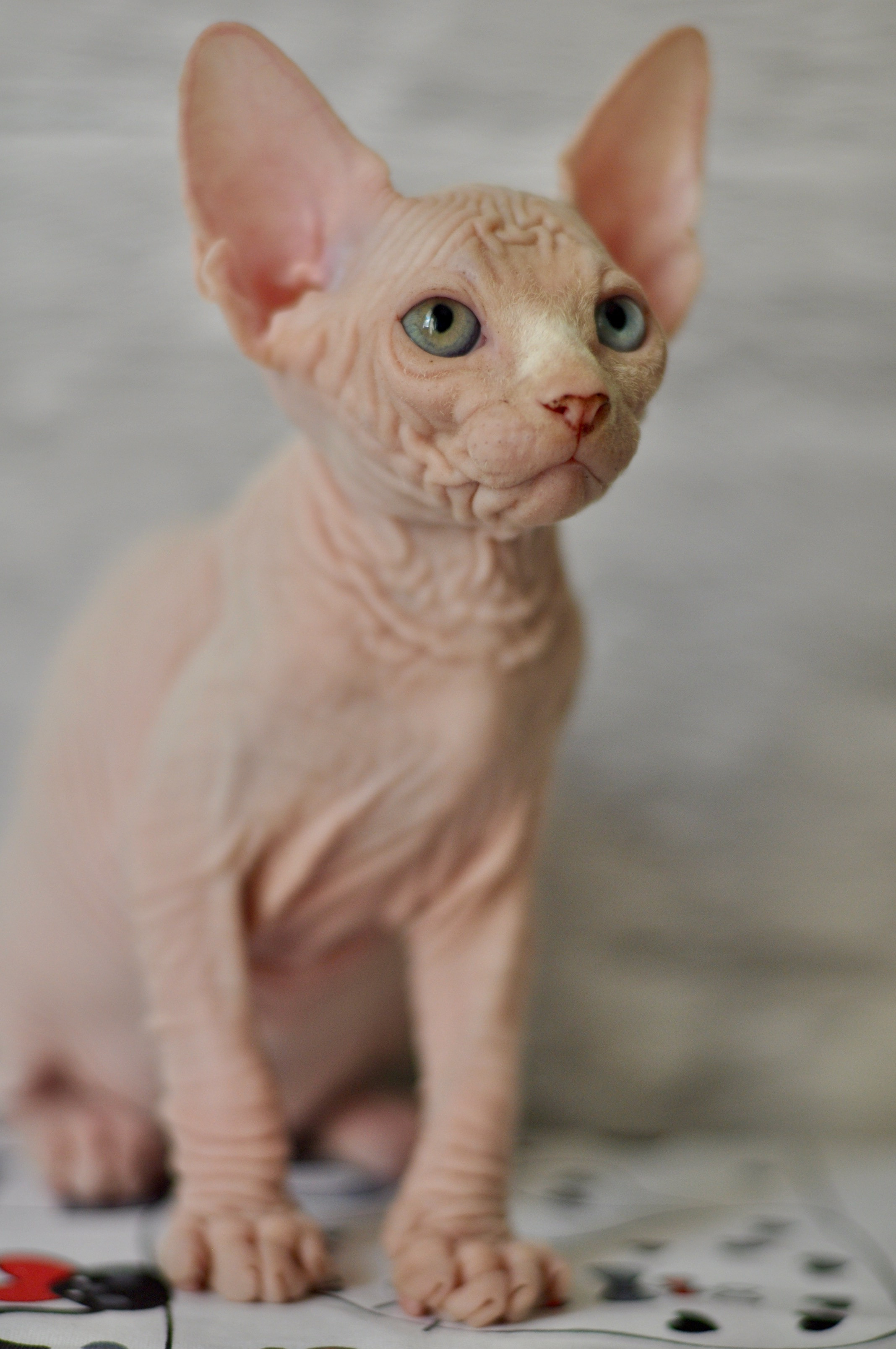 Graduates and Residents of our Cattery. A cattery of Canadian Sphynx breed, located in Limassol, Cyprus