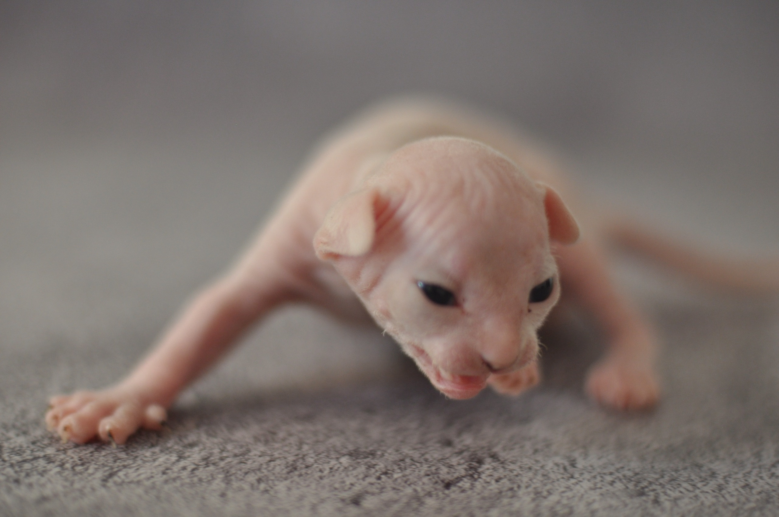 Graduates and Residents of our Cattery. A cattery of Canadian Sphynx breed, located in Limassol, Cyprus