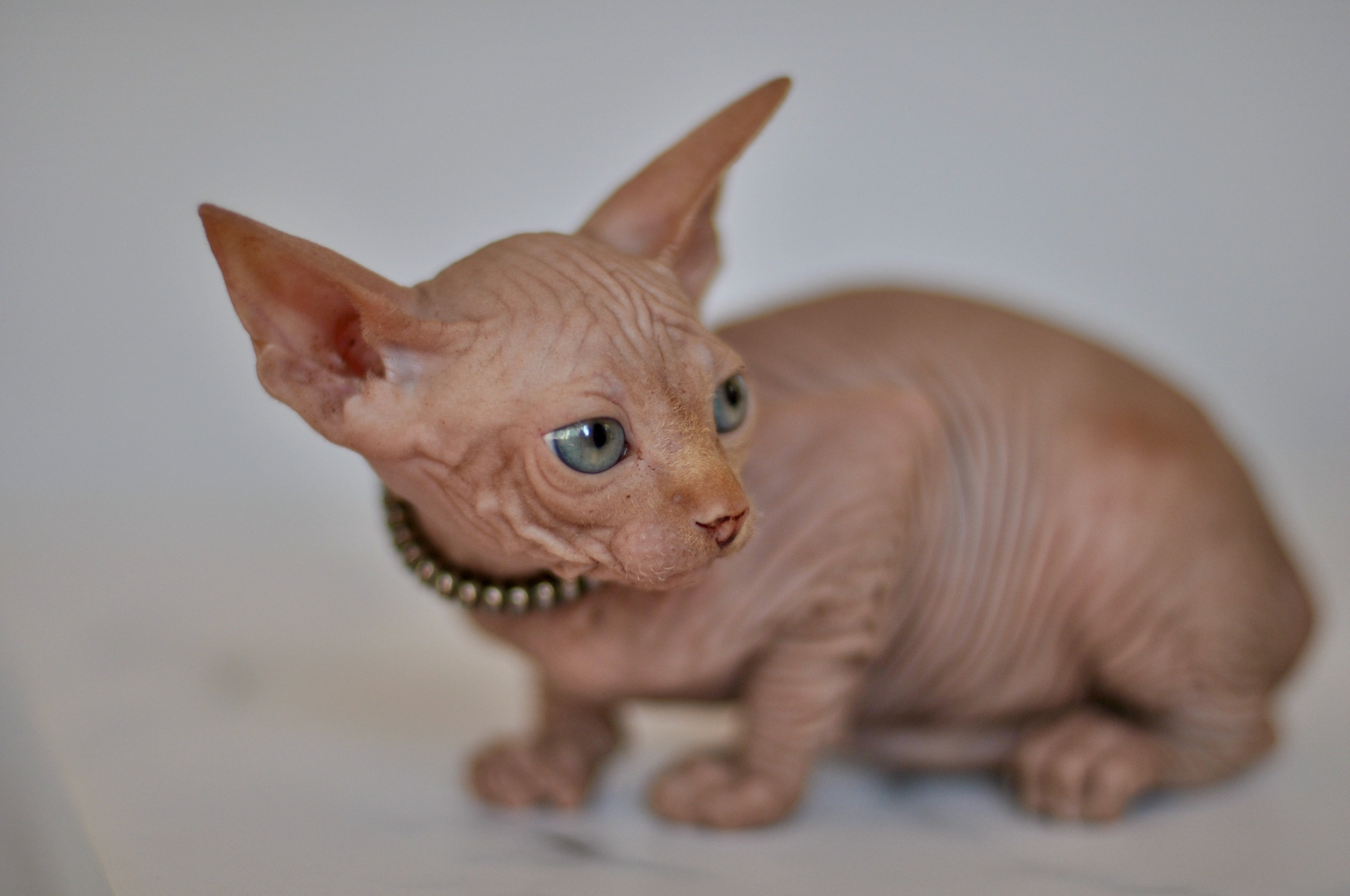 Graduates and Residents of our Cattery. A cattery of Canadian Sphynx breed, located in Limassol, Cyprus